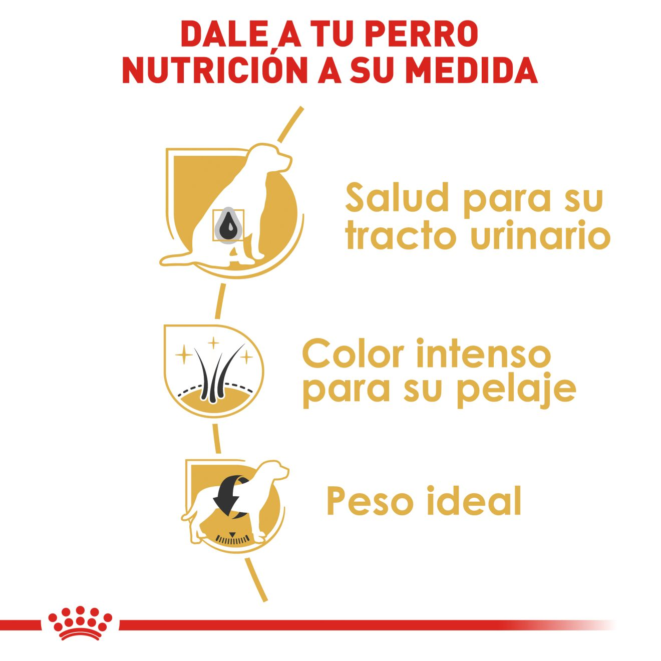 Schnauzer Miniatura Adulto