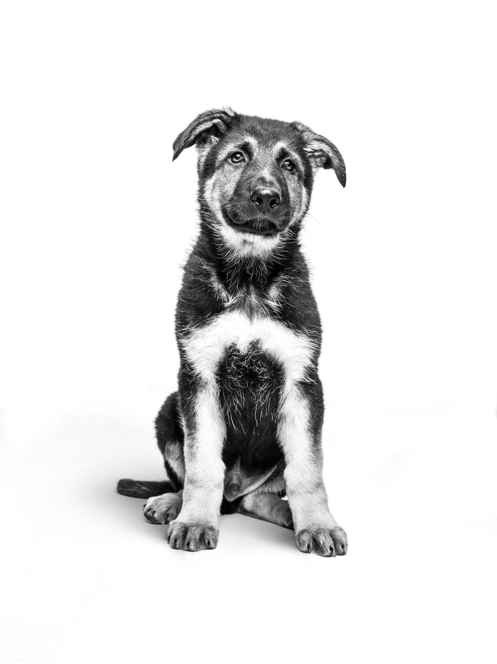 German Shepherd puppy sitting in black and white on a white background