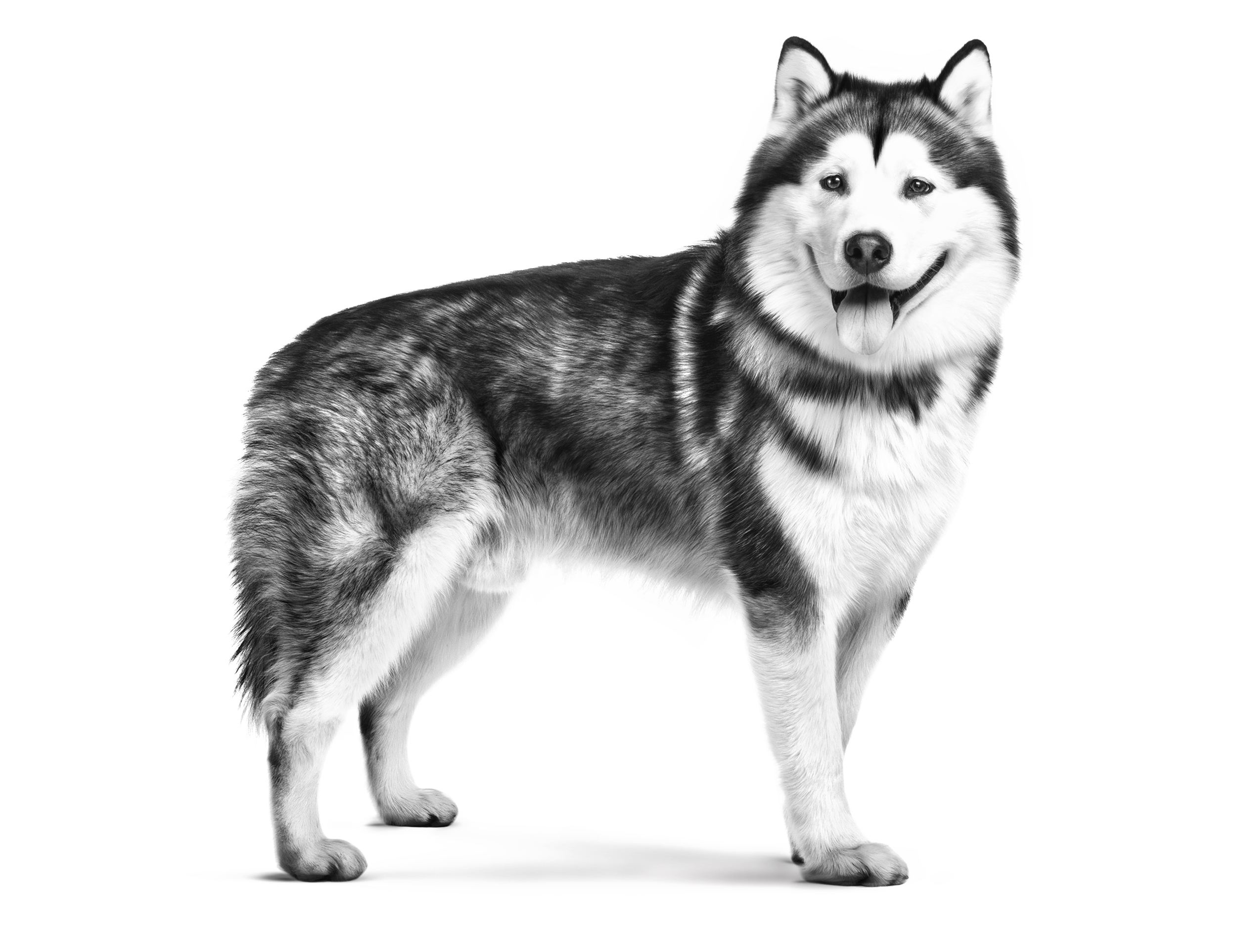 Alaskan Malamute adult in black and white
