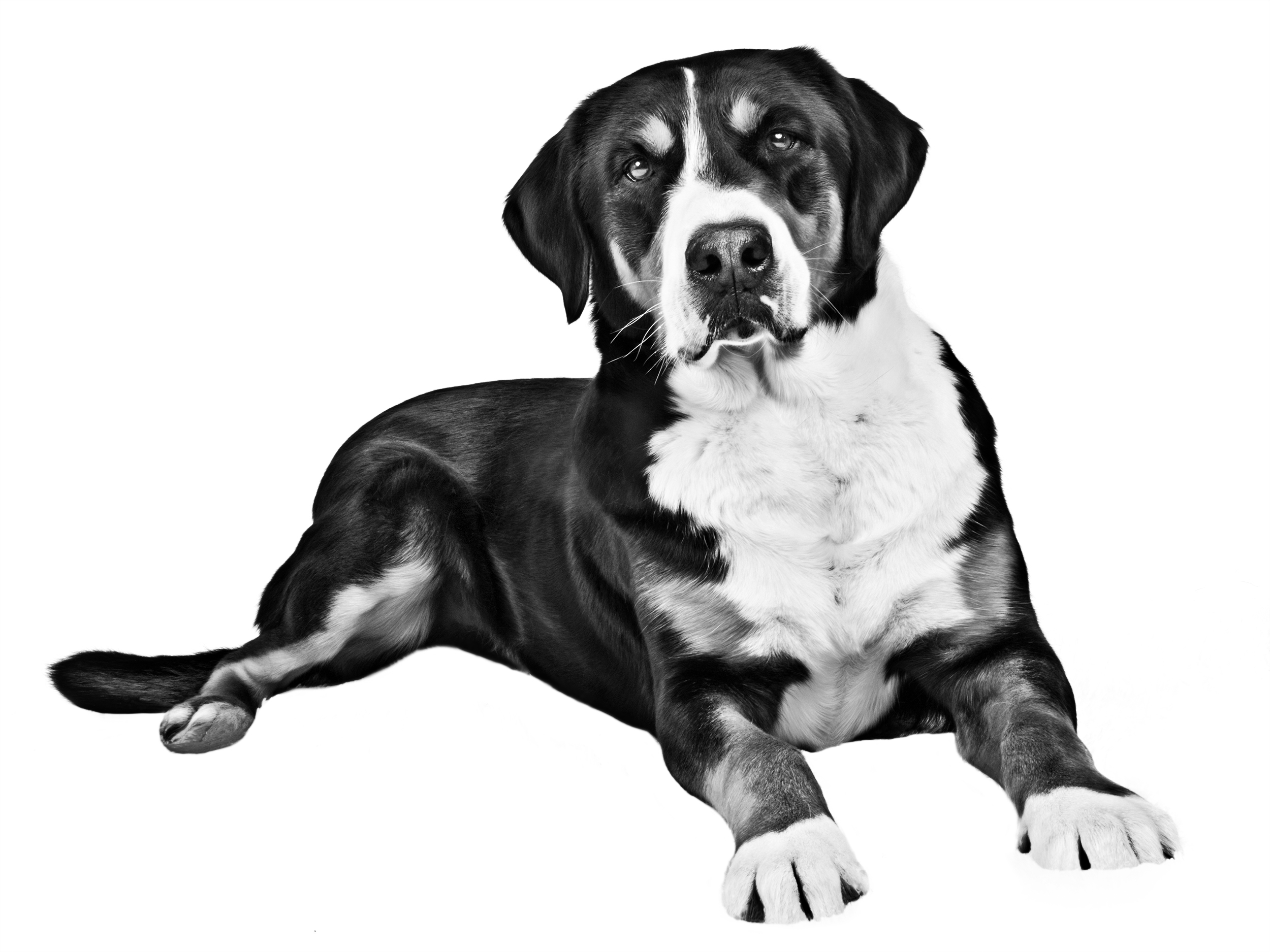 Взрослая большая швейцарская горная собака, черно-белое изображение