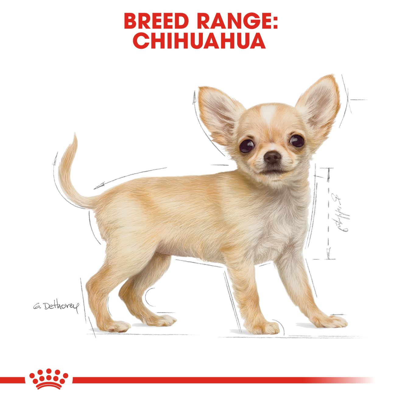 อาหารลูกสุนัข พันธุ์ชิวาวา ชนิดเม็ด (CHIHUAHUA PUPPY)