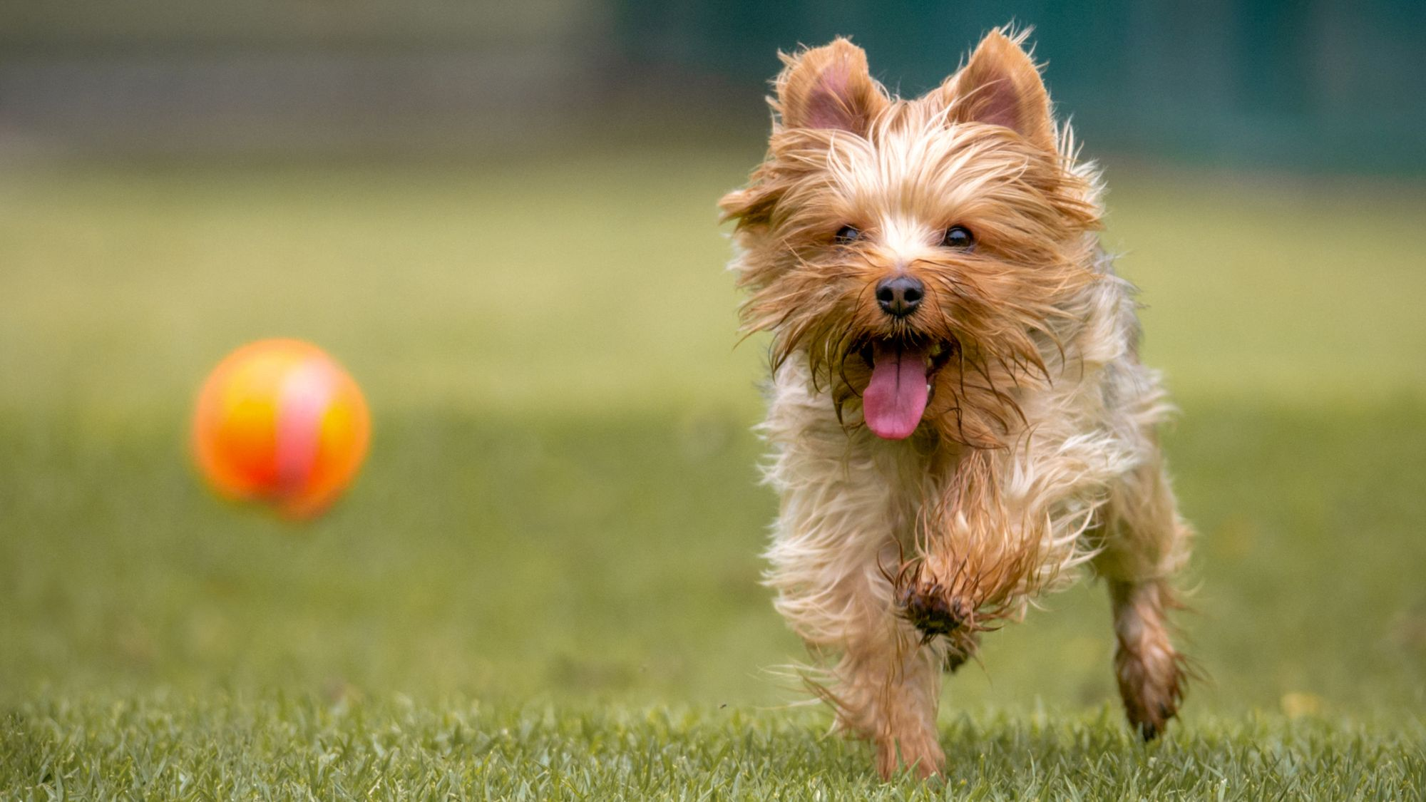 Yorkshire terrier demeanor