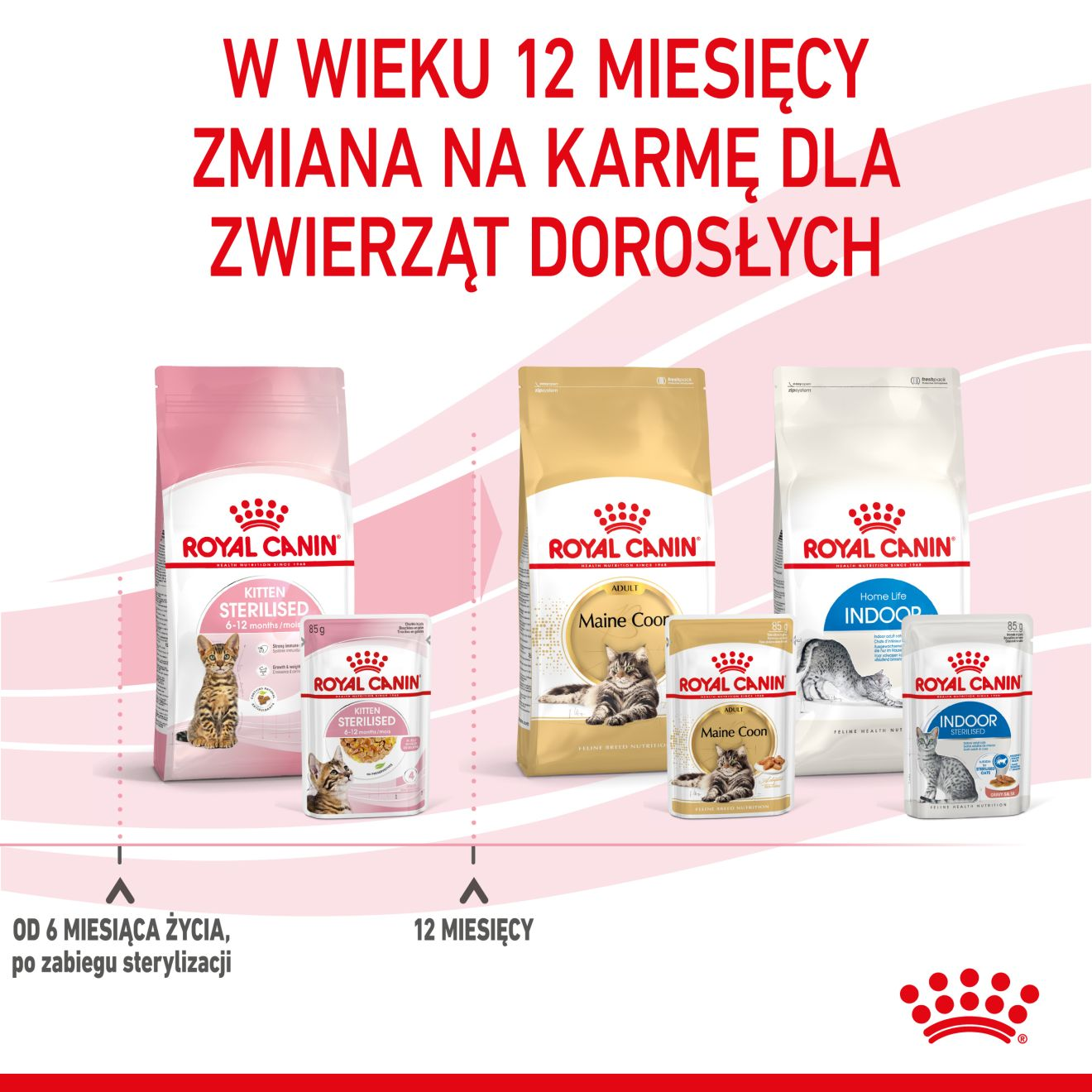 ROYAL CANIN Kitten Sterilised  karma mokra w galaretce dla kociąt do 12 miesiąca życia, sterylizowanych