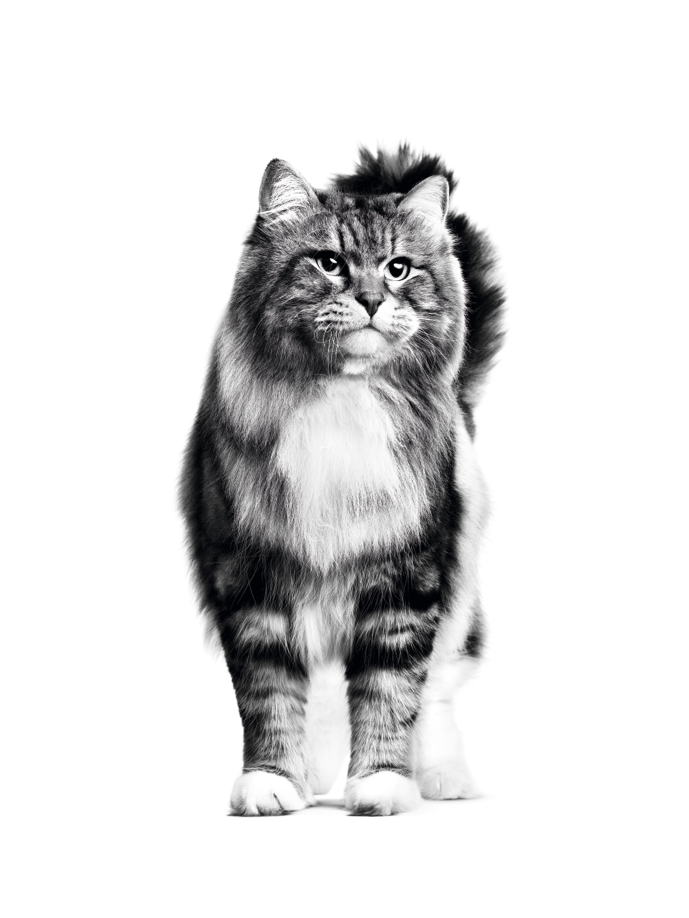 Royal canin siberian outlet cat