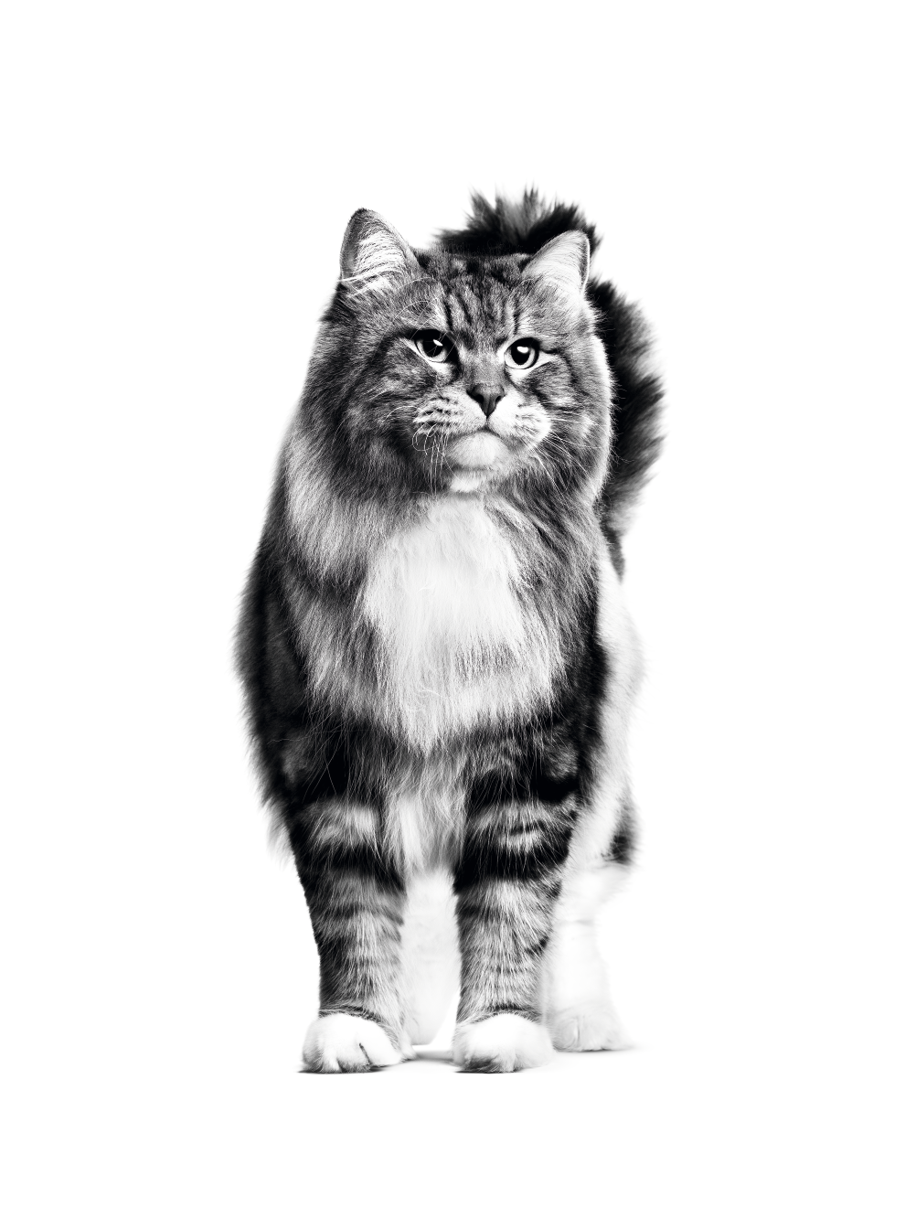 Front view of standing Siberian in black and white