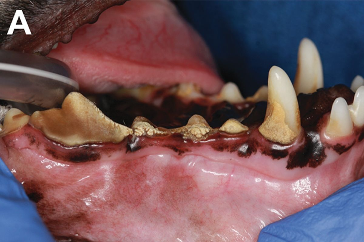 Hochgradige Zahnsteinakkumulation an den linken maxillären Prämolaren bei einem Chihuahua. Der Patient liegt in Rückenlage für eine Zahn- und Maulhöhlenuntersuchung unter Anästhesie.