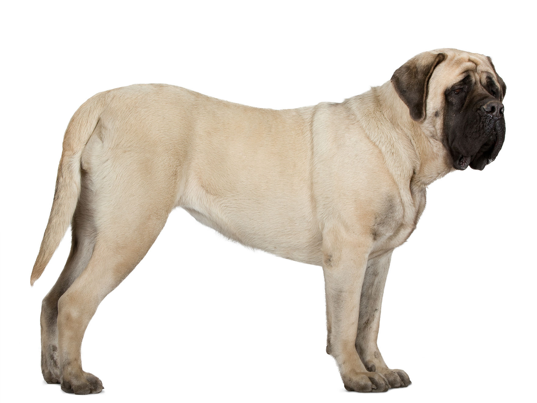 Mastiff adult in black and white