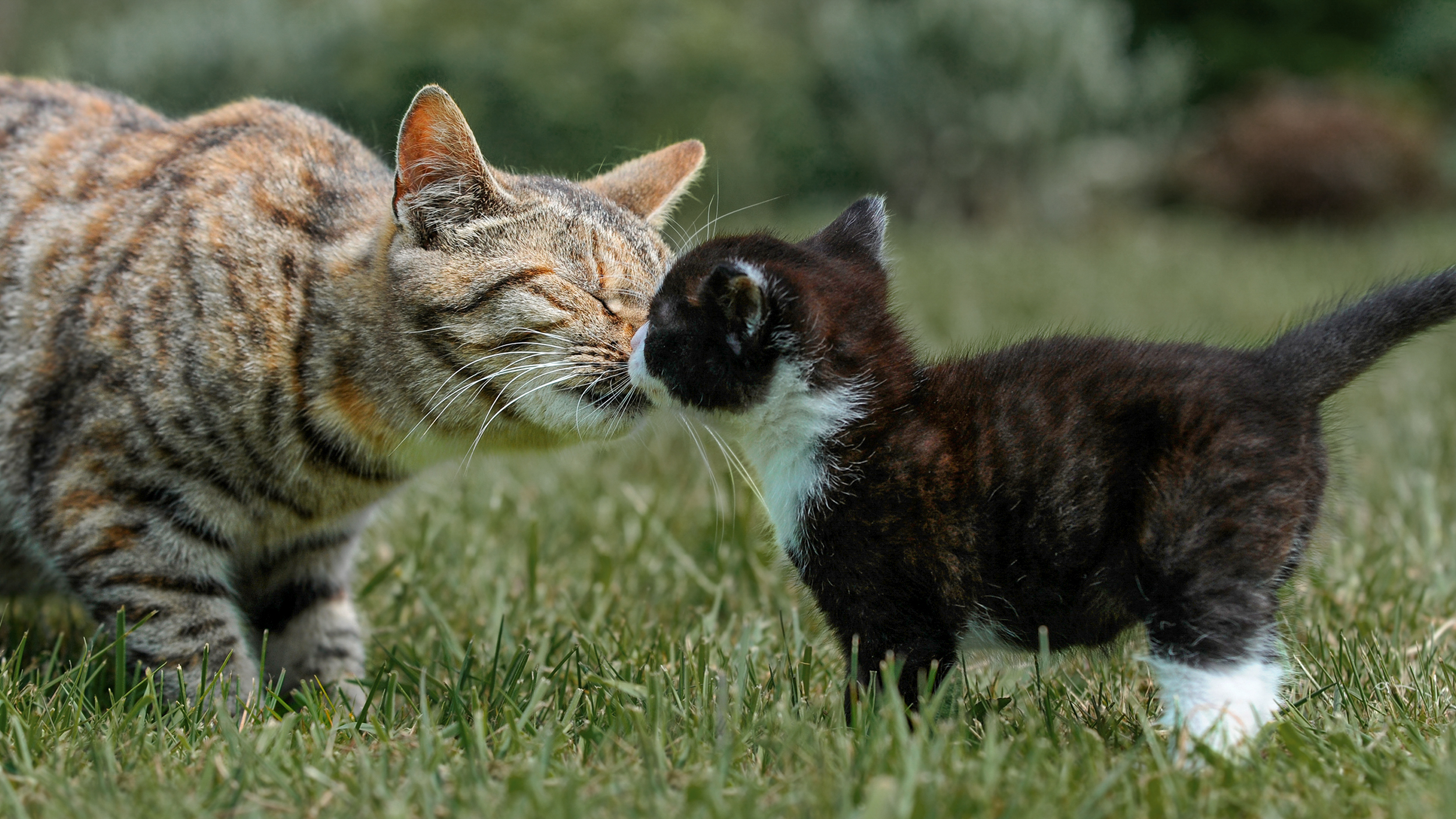 Ausgewachsene Katze steht draußen in einem Garten und beschnüffelt ein schwarzweißes Kätzchen.