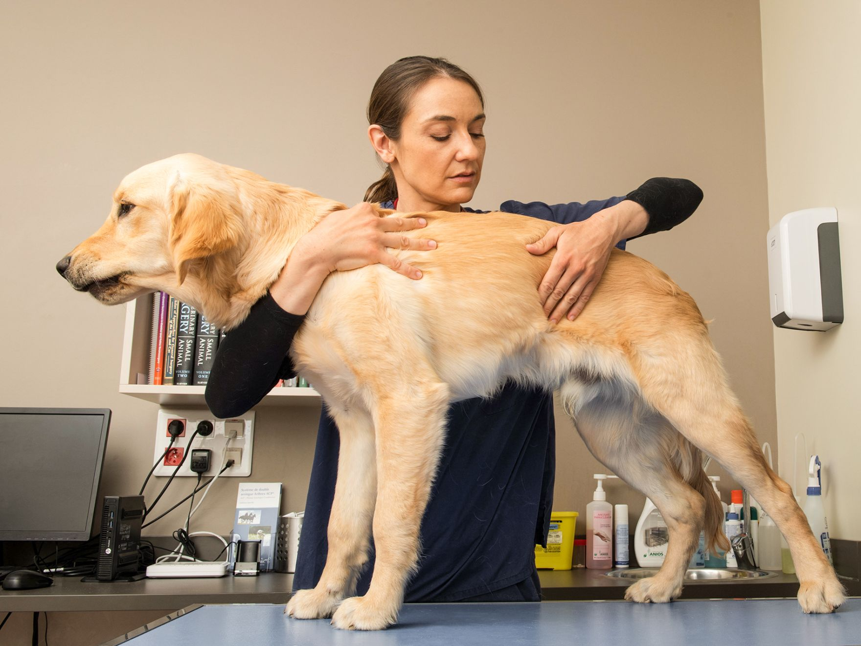 Ein Golden Retriever wird in einer Tierarztpraxis untersucht