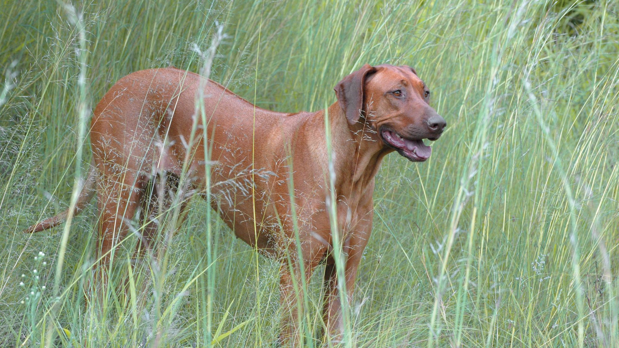 Rhodesian Ridgeback standing in long grass