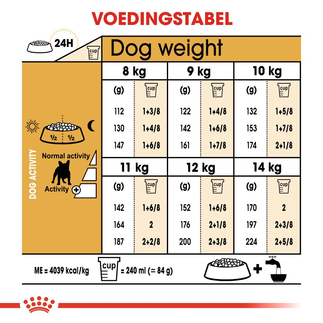 French Bulldog Adult