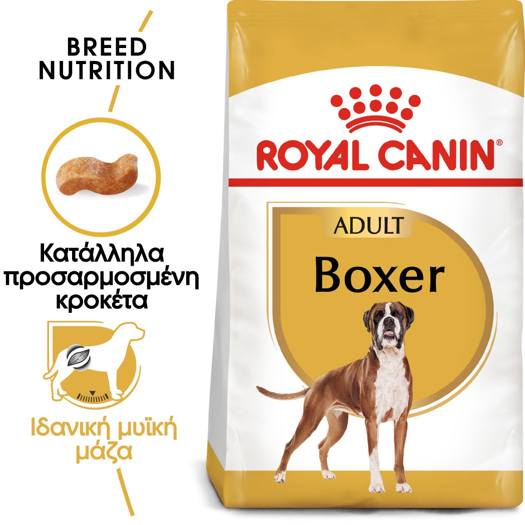 Boxer Adult