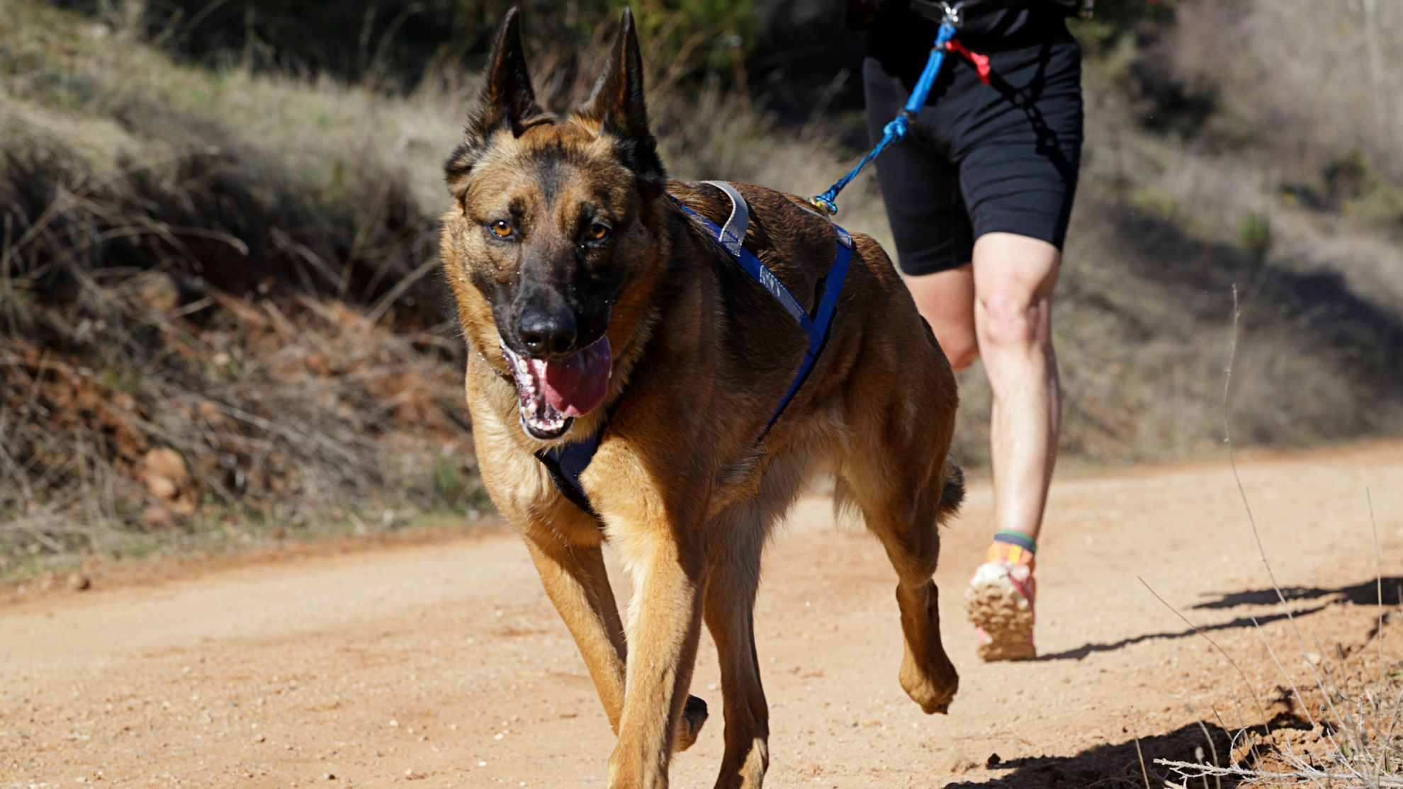 perro corriendo con dueño de mascota en canicross