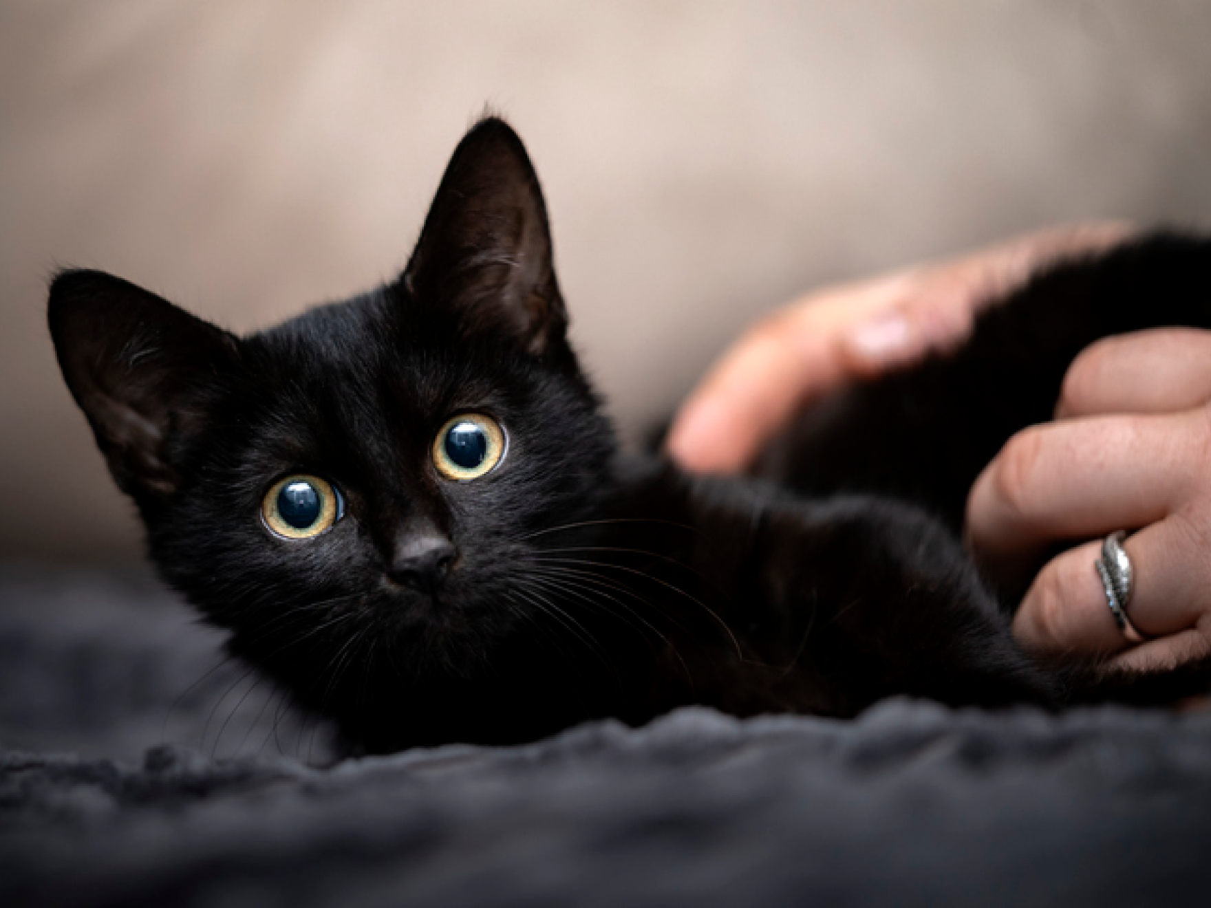 Pequeño gato negro tumbado mirando directamente a la cámara