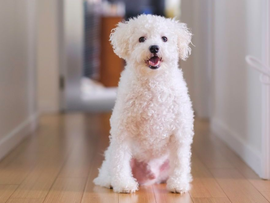 Bichon frisé à en intérieur