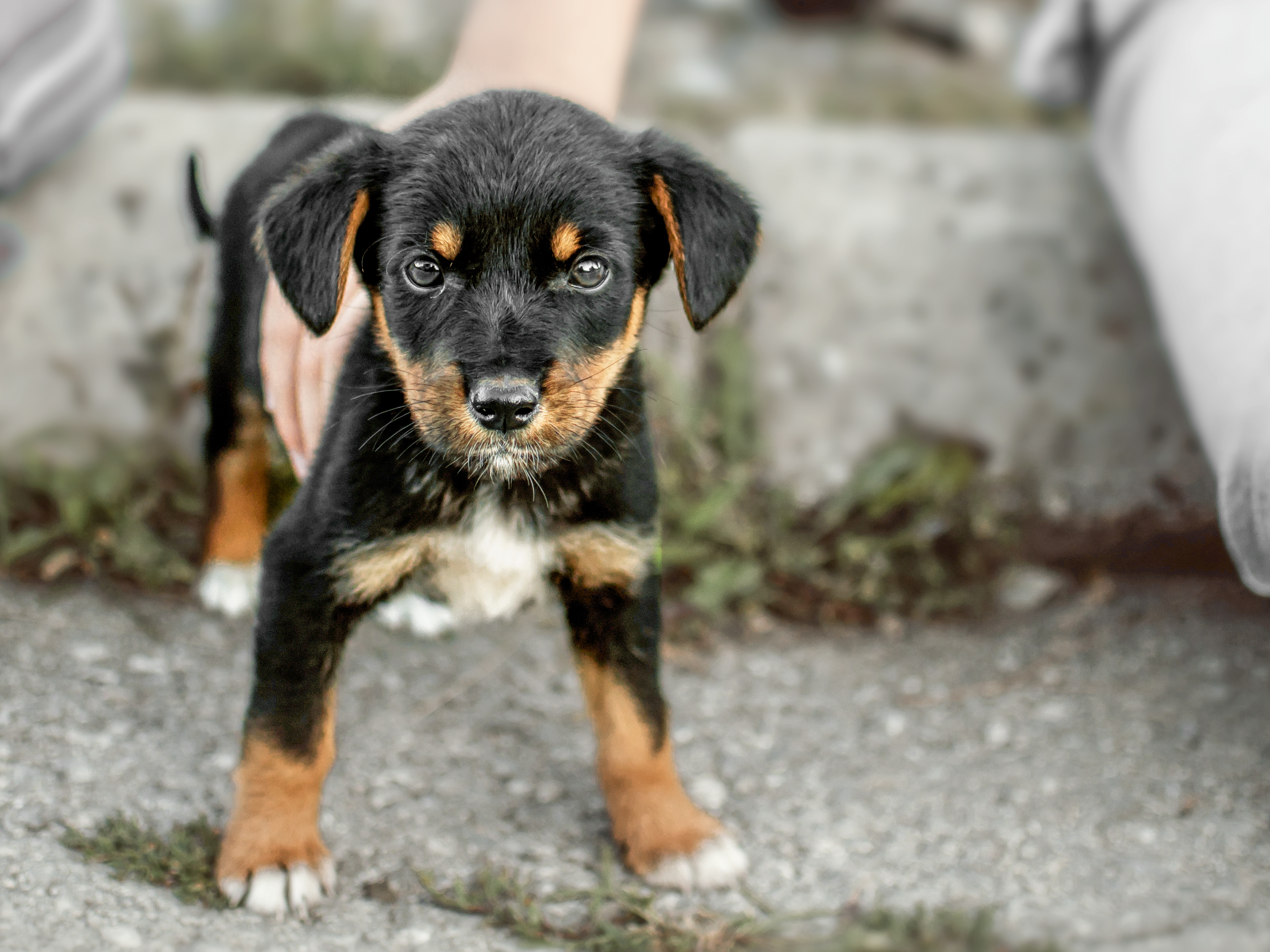 German Pinscher puppy standing outside with two children