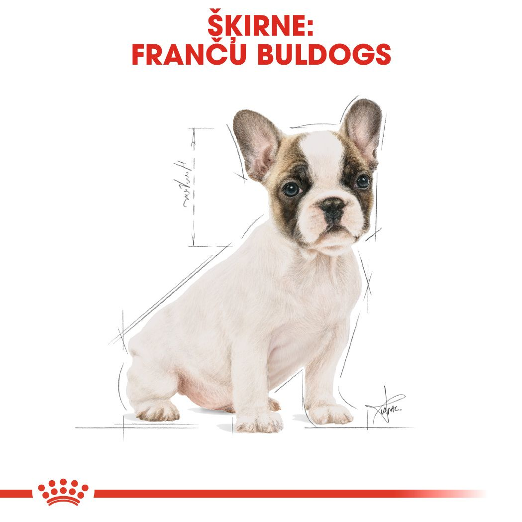 French Bulldog Puppy