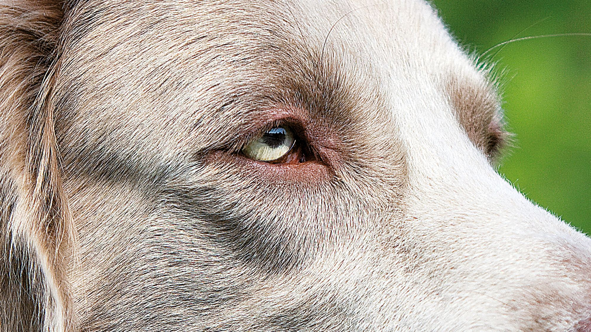 Close-up of the eyes of a grey Weimaraner