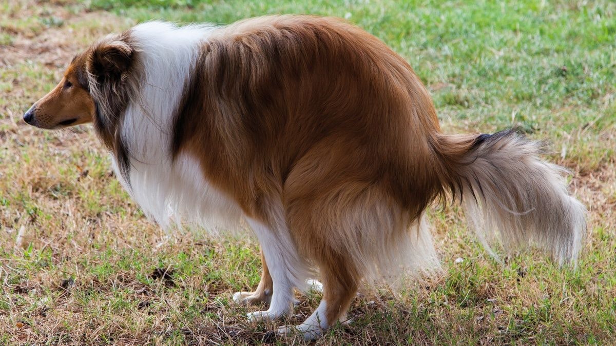 Considerazioni dietetiche nei cani con enteropatie croniche
