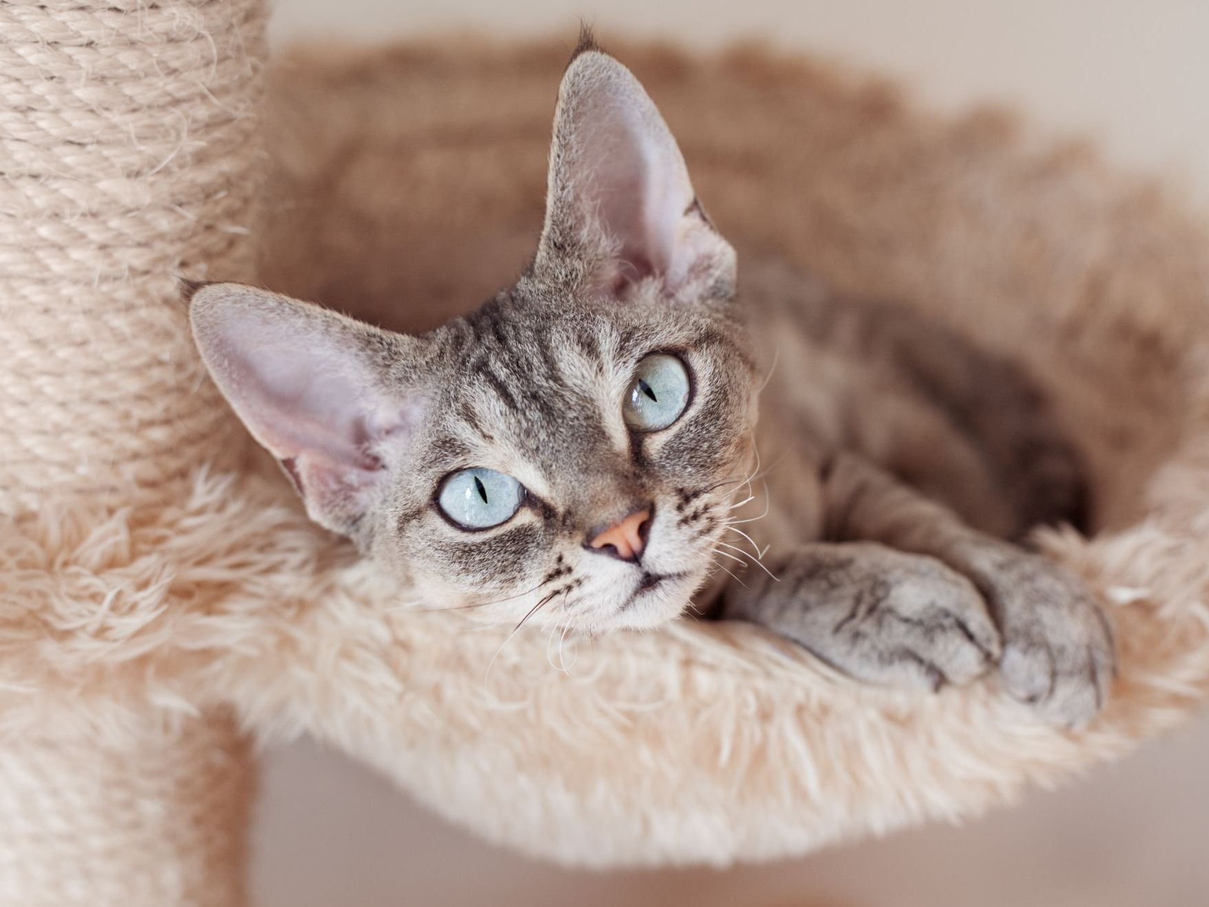 Gato devon rex acostado en el poste rascador