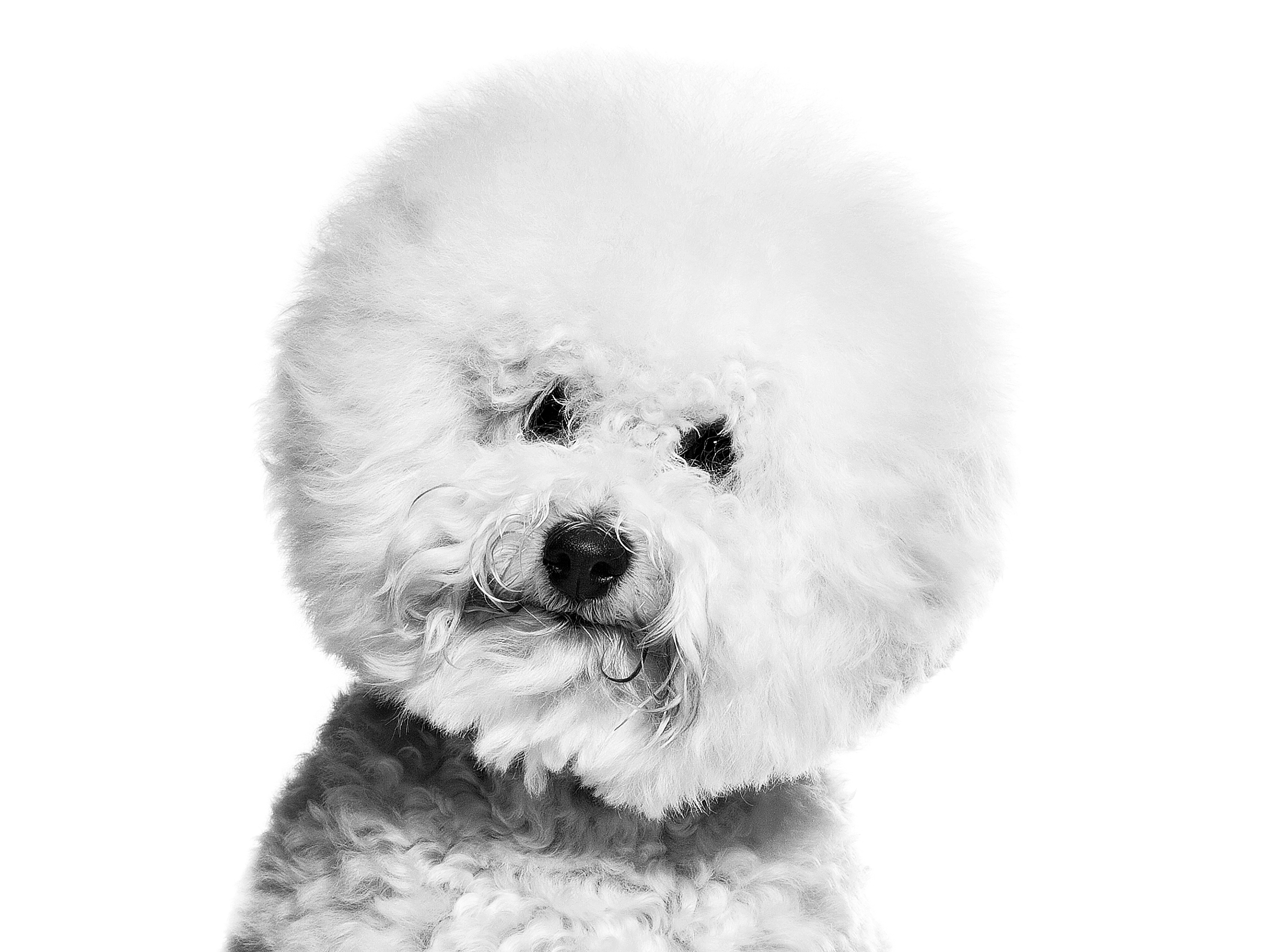 Bichon Frise adult in black and white