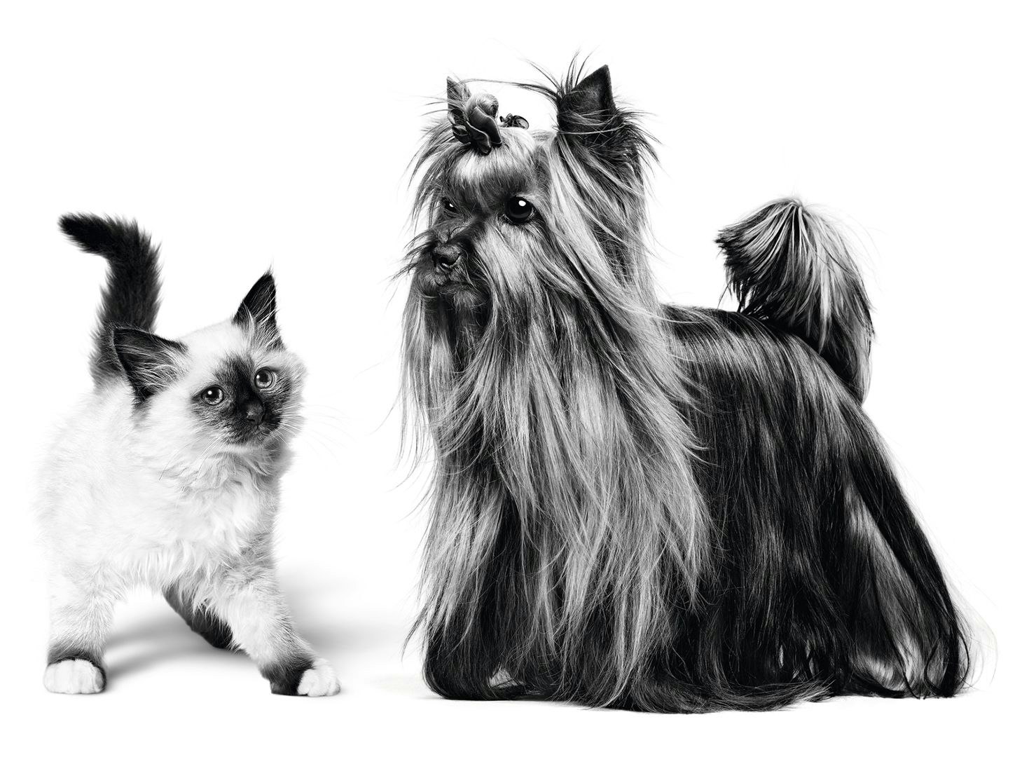 Yorkshire Terrier dog and Sacred Birman cat stood together