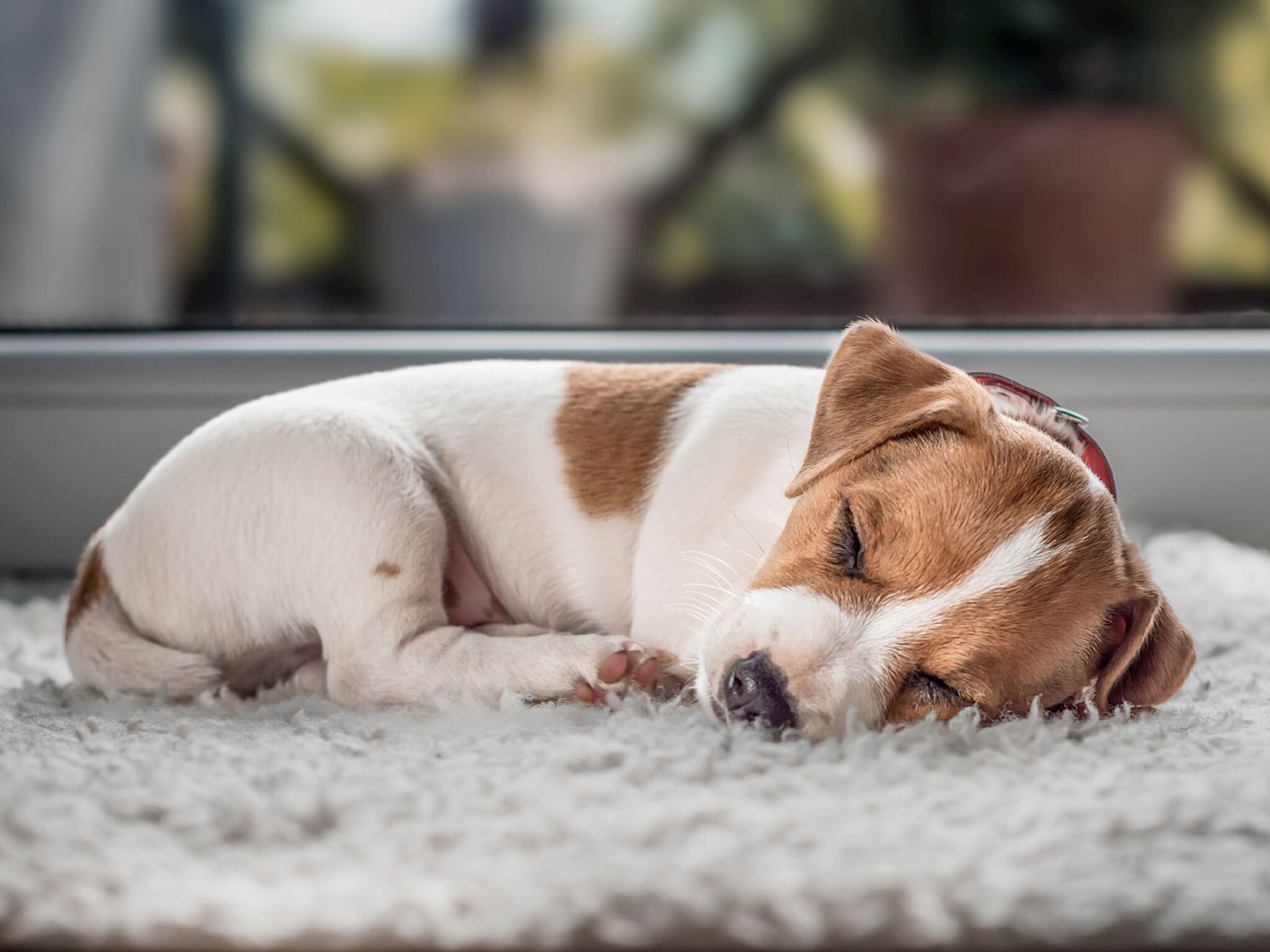Jack Russell Terrier puppy sleeping on a white rug next to a window