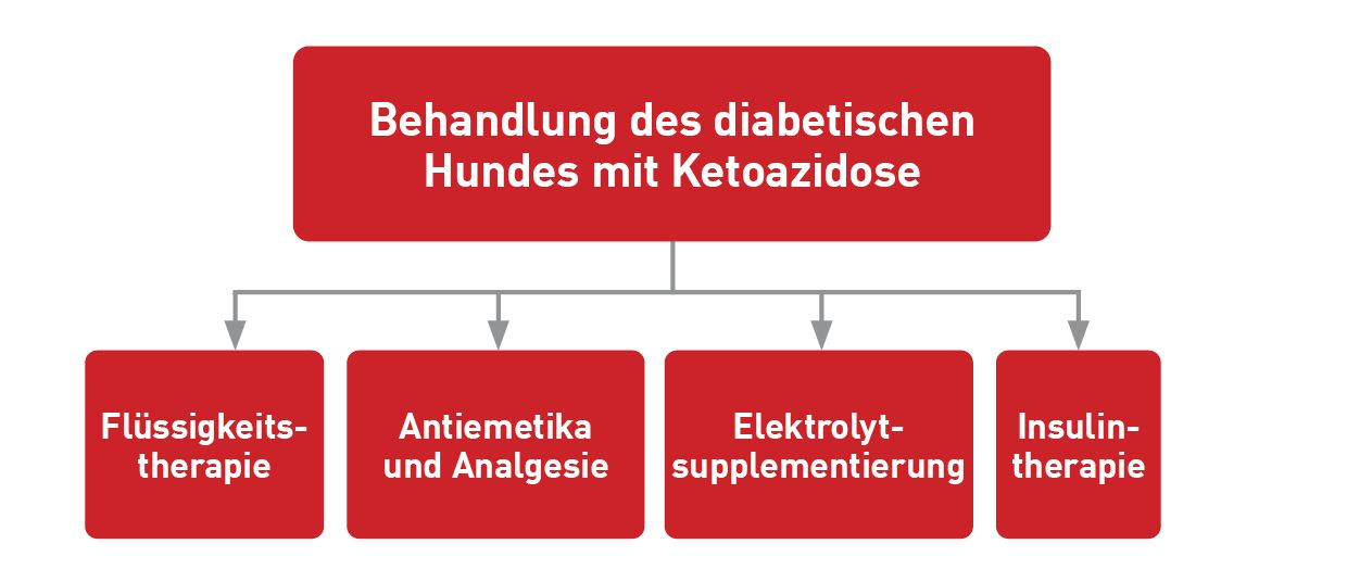 Hunde mit DKA benötigen einen ausgewogenen und multimodalen Behandlungsplan