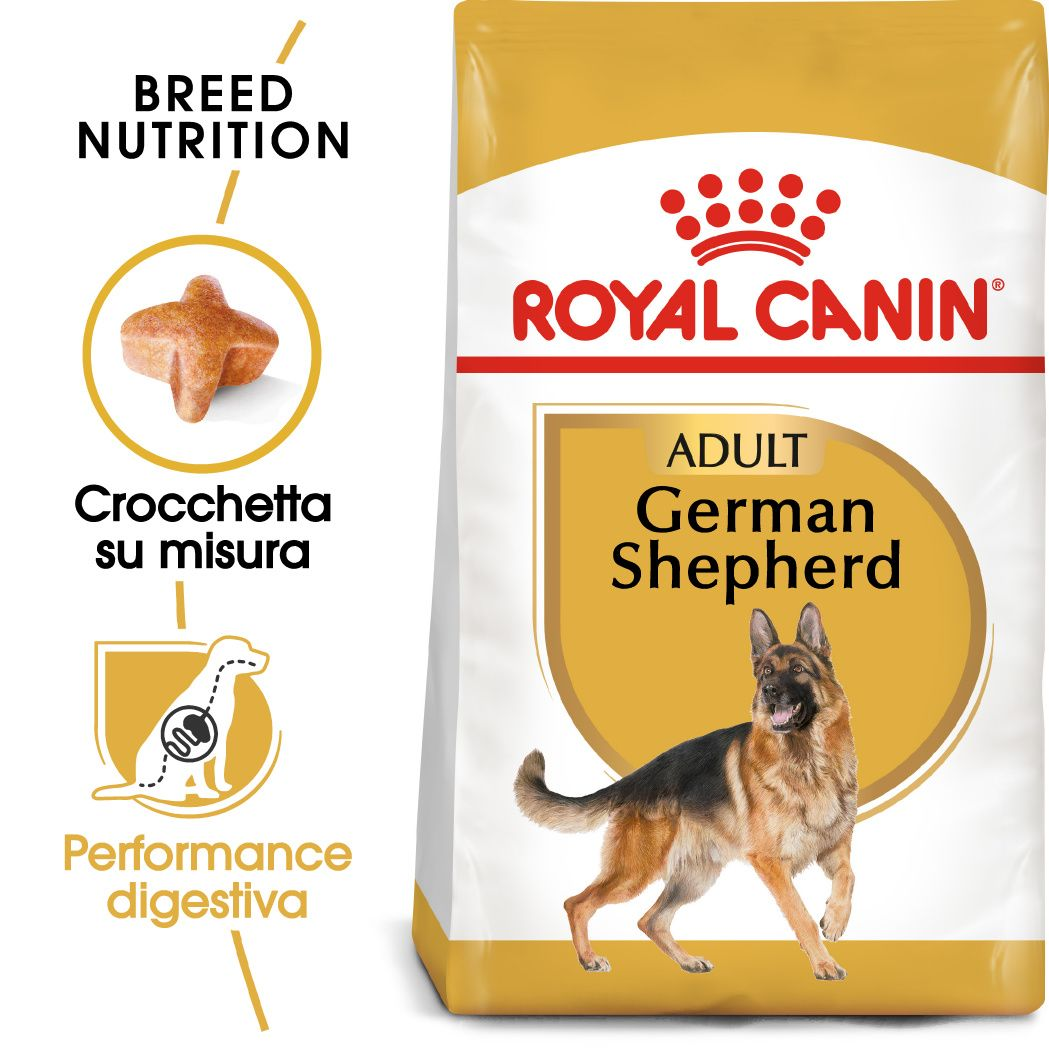 German Shepherd Adult