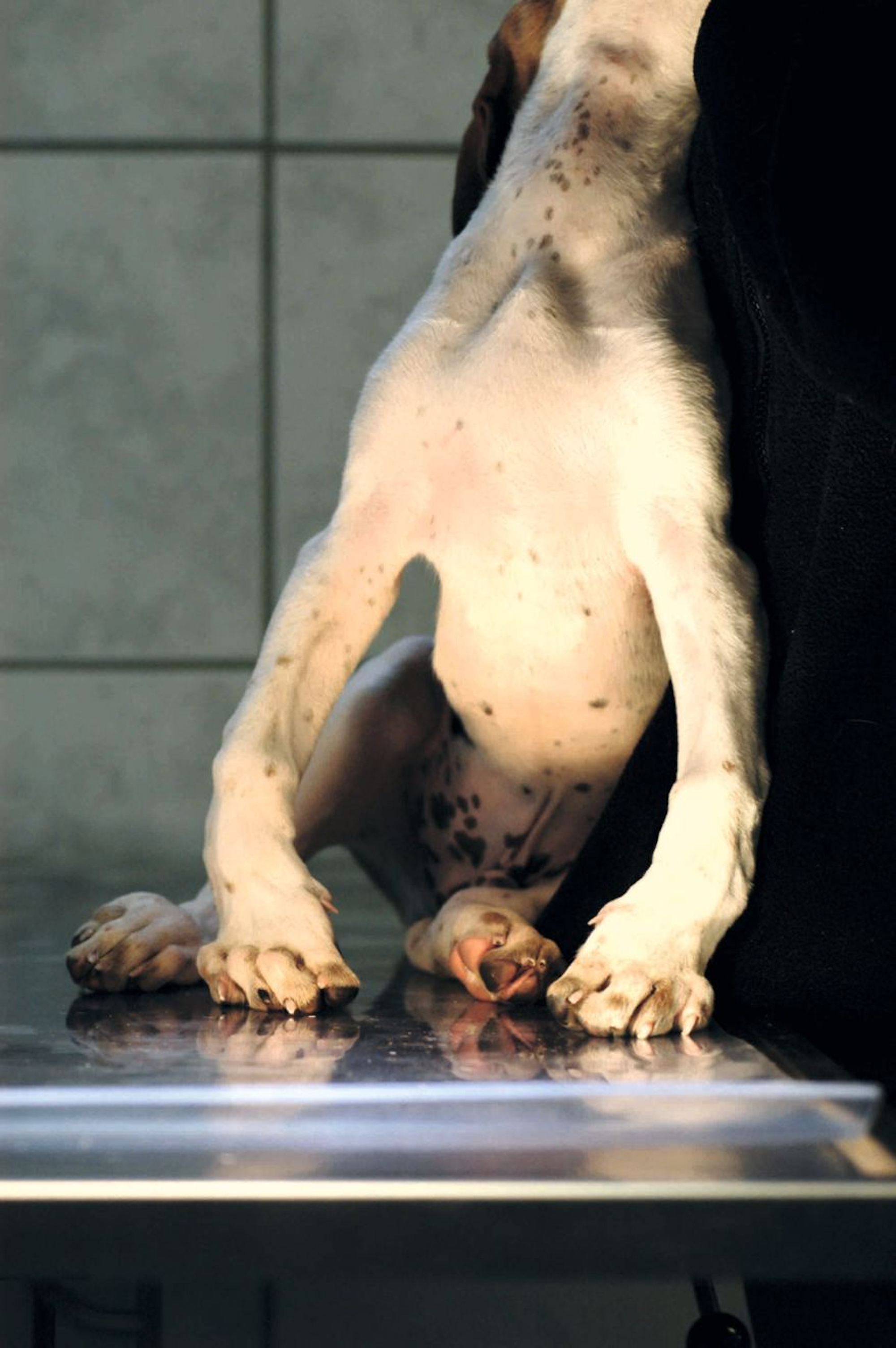 Ein Foxhoundmischlingswelpe nach 6,5 Wochen unter niedriger diätetischer Phosphoraufnahme mit gekrümmten Gliedmaßen und gespreizten Pfoten