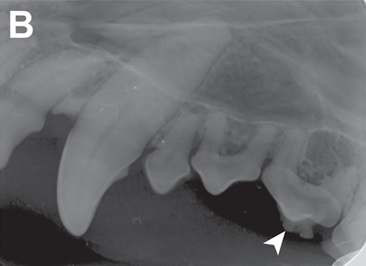 Diese intraorale Zahnröntgenaufnahme (linkslaterale Caninusaufnahme, Halbwinkeltechnik) zeigt den I3, den Caninus und P1 bis P3 des linken Oberkiefers. Es besteht eine geringgradige Parodontitis, aber keine Indikation für eine Extraktion. Zu beachten ist die hervorstehende Akkumulation von Zahnstein an der Krone des linken maxillären P3 (Pfeilspitze). 