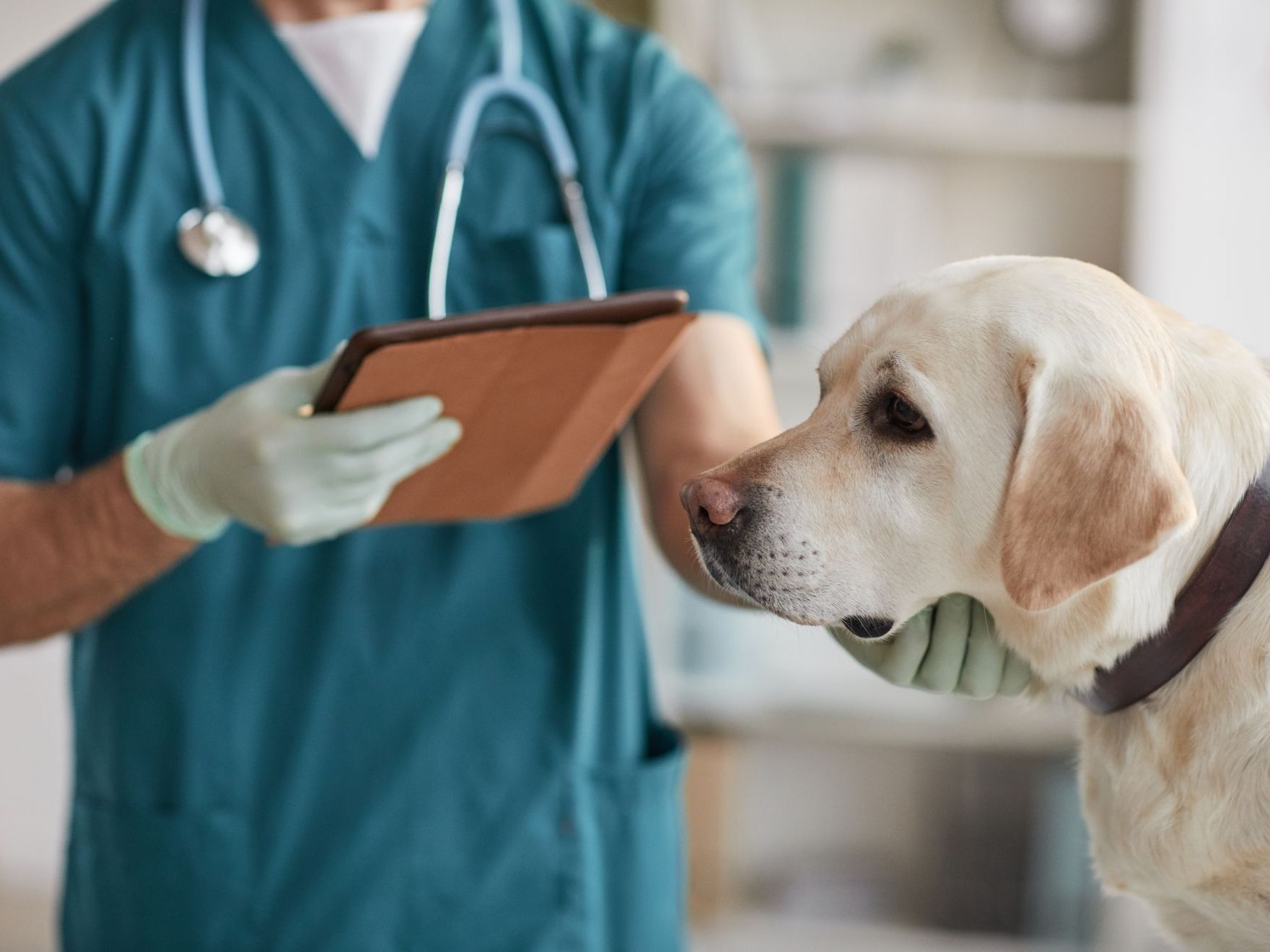 veterinario maschio che esamina un Labrador bianco presso una clinica veterinaria