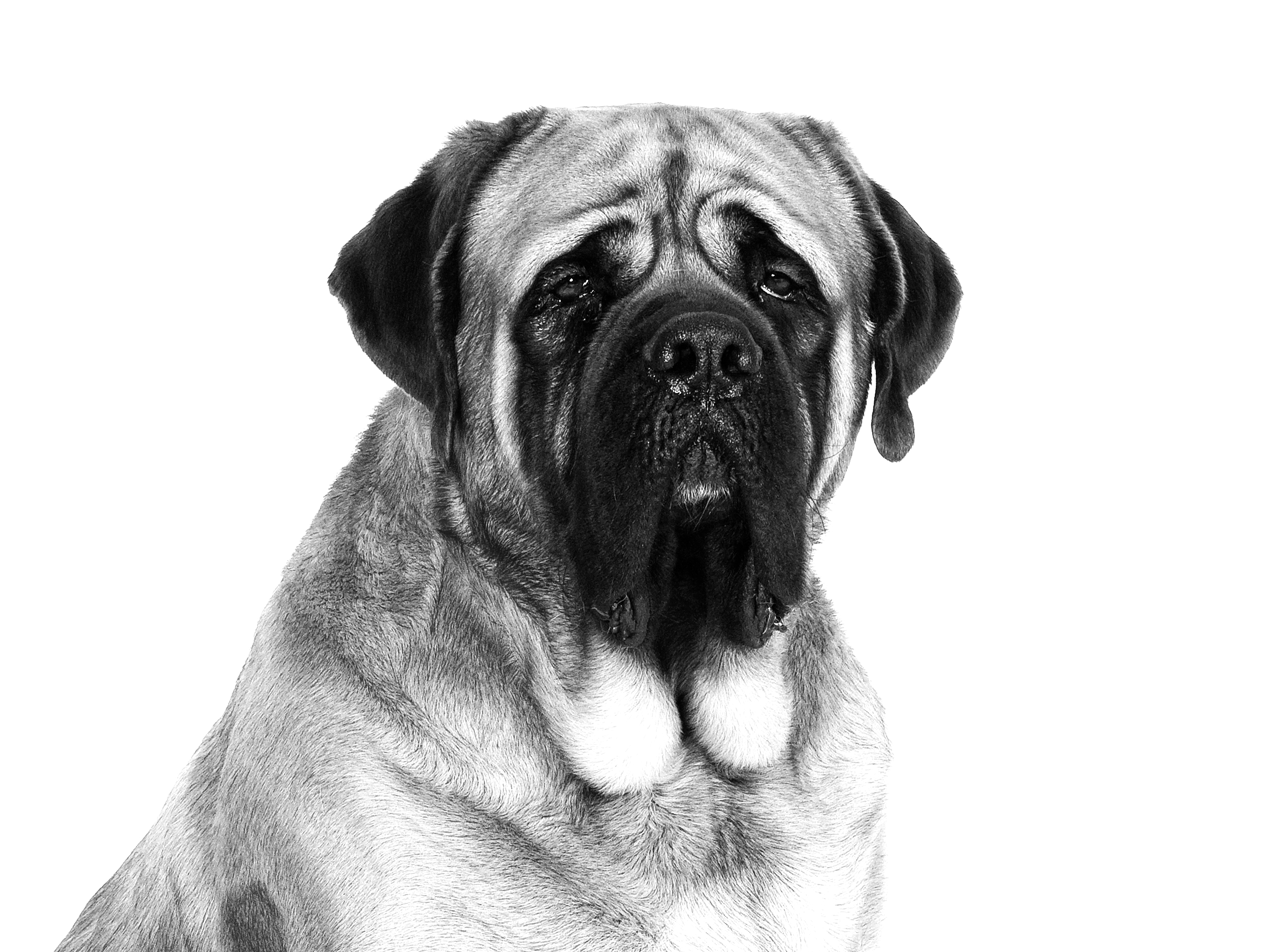 Mastiff adult in black and white