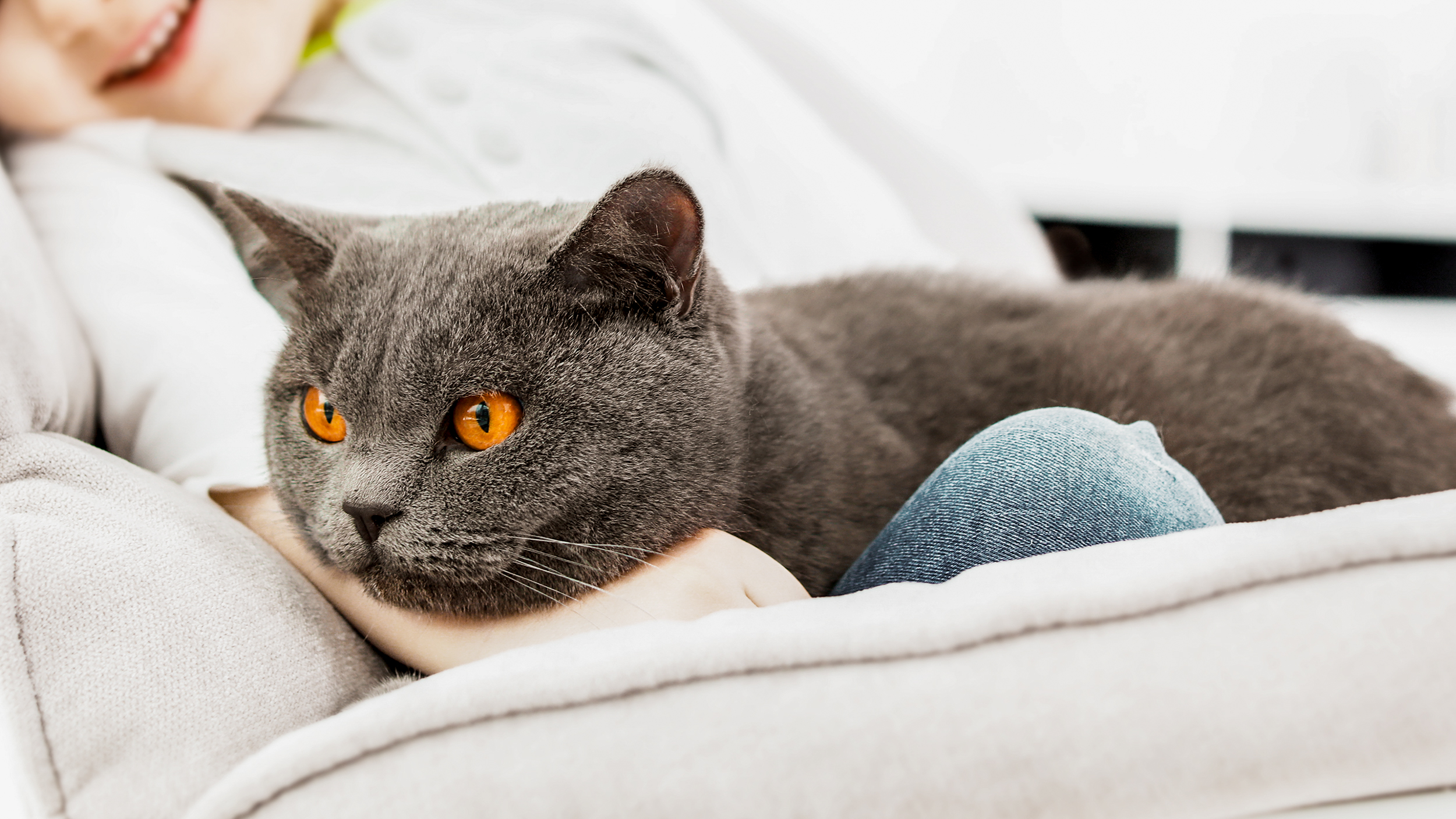 Adult British Shorthair lying down on a child's knee.