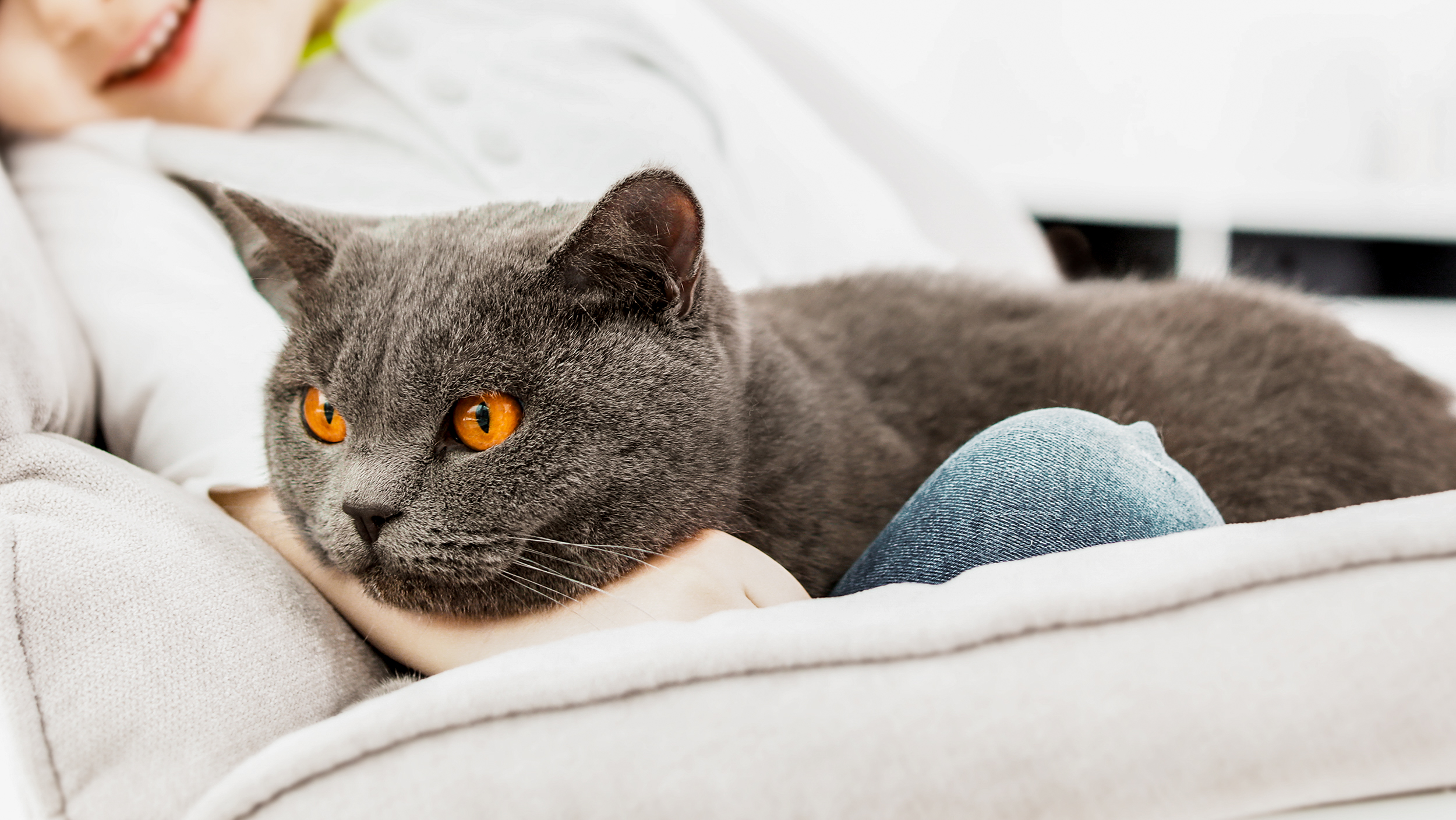 British shorthair adulte, couché sur le genou d'un enfant.