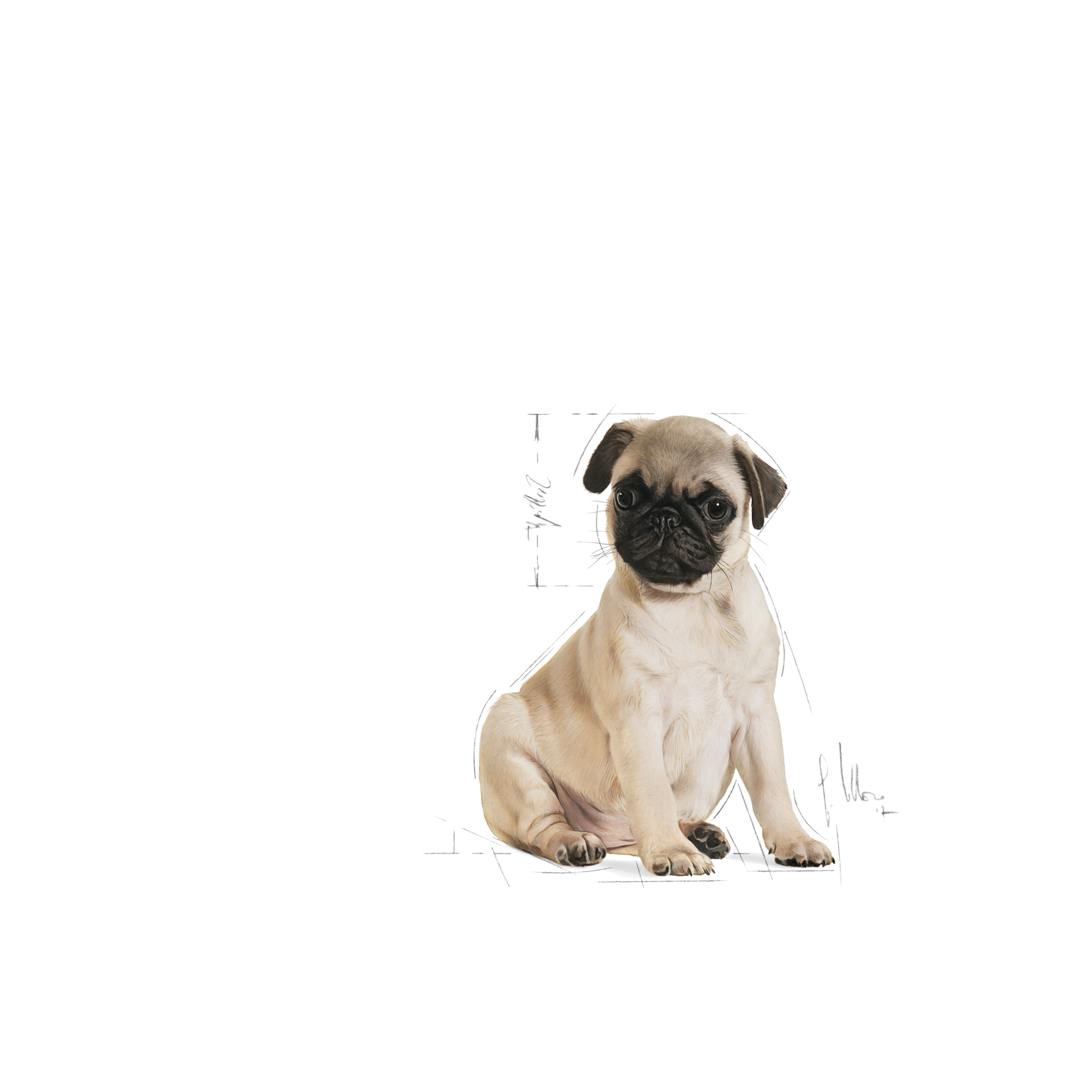 Pug Puppy Royal Canin ZA