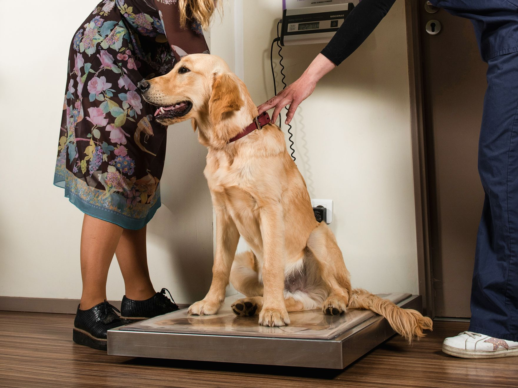 Golden Retriever sitting on weighing scales in a vet practice