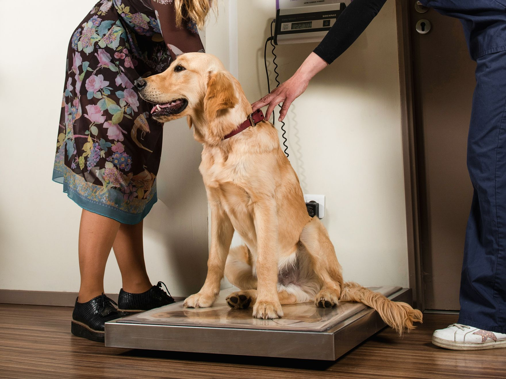 Golden Retriever sentado em uma balança em uma clínica veterinária