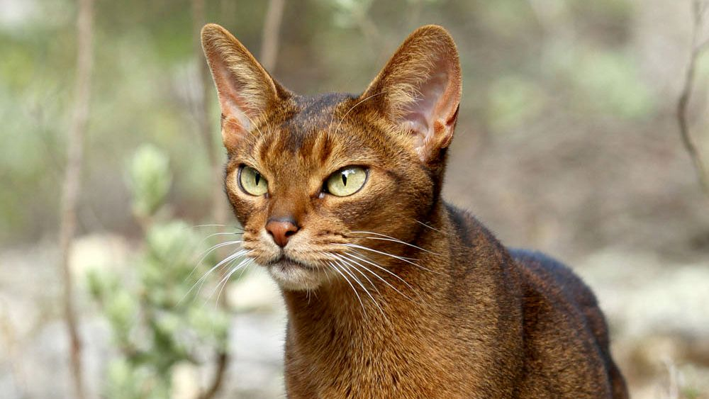 Abyssinian cat standing on rocky ground looking to the distance