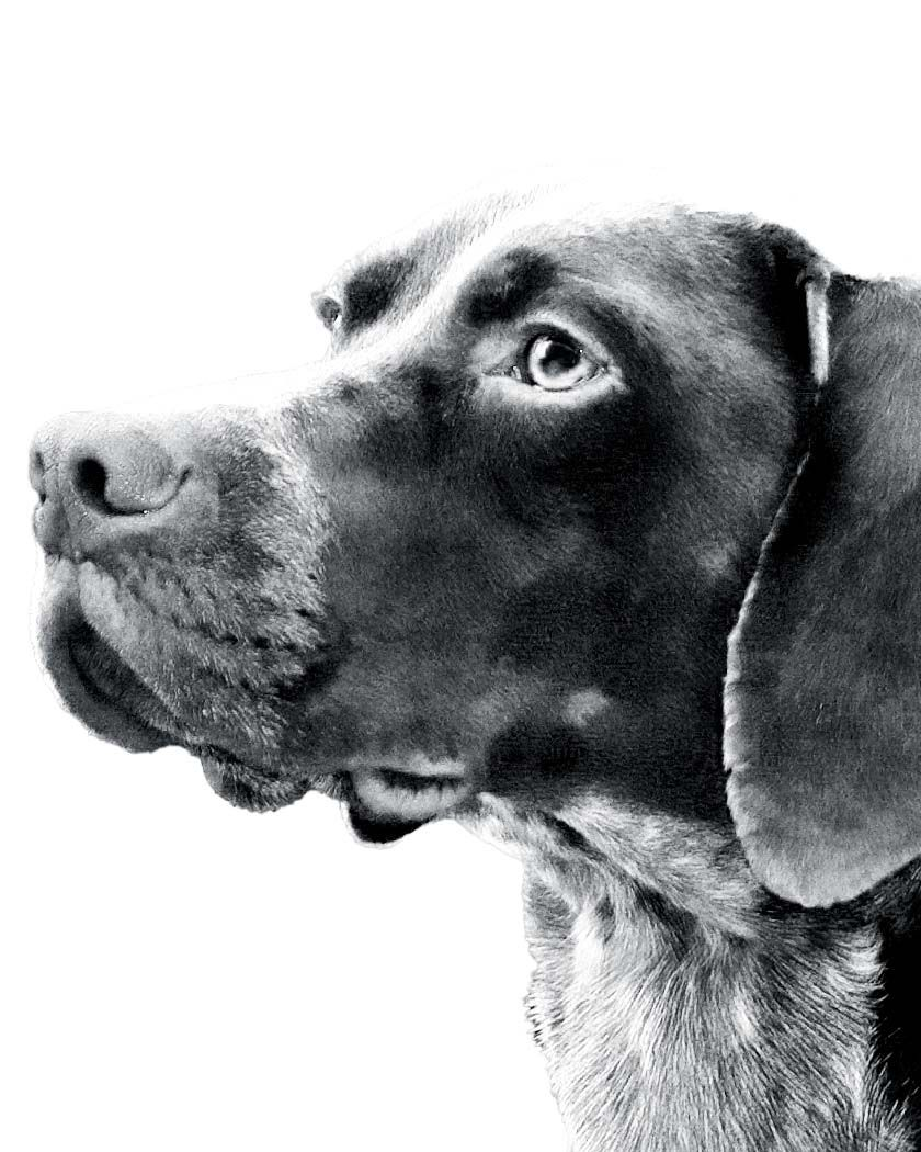 braque-francais-gascogne-bw-1