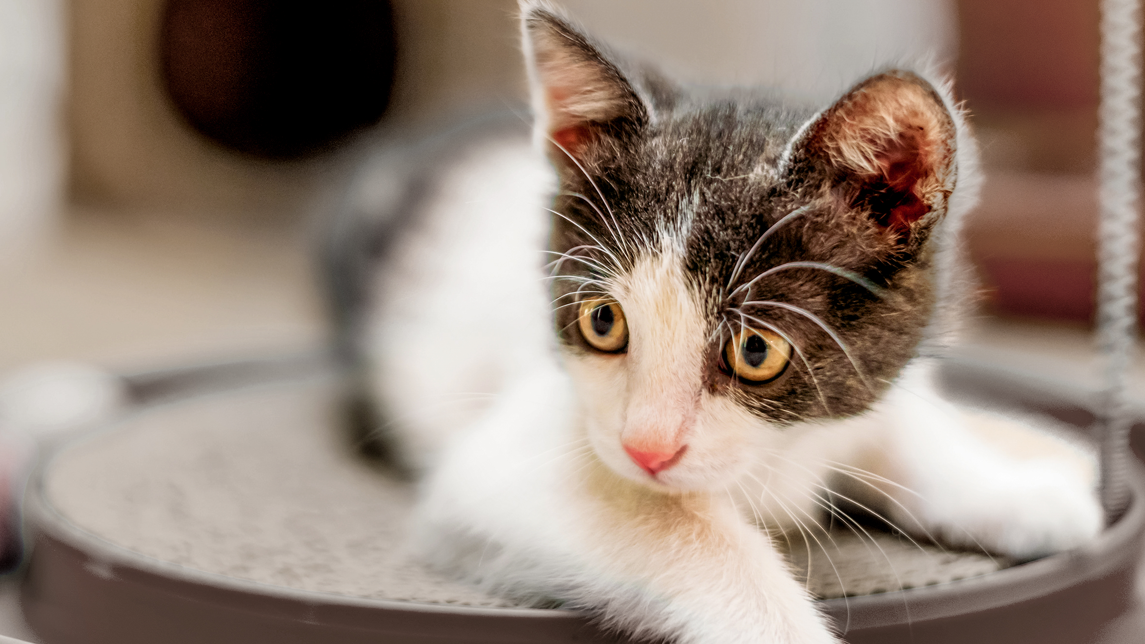 Grey and white kitten laying down on top of a feeding puzzle