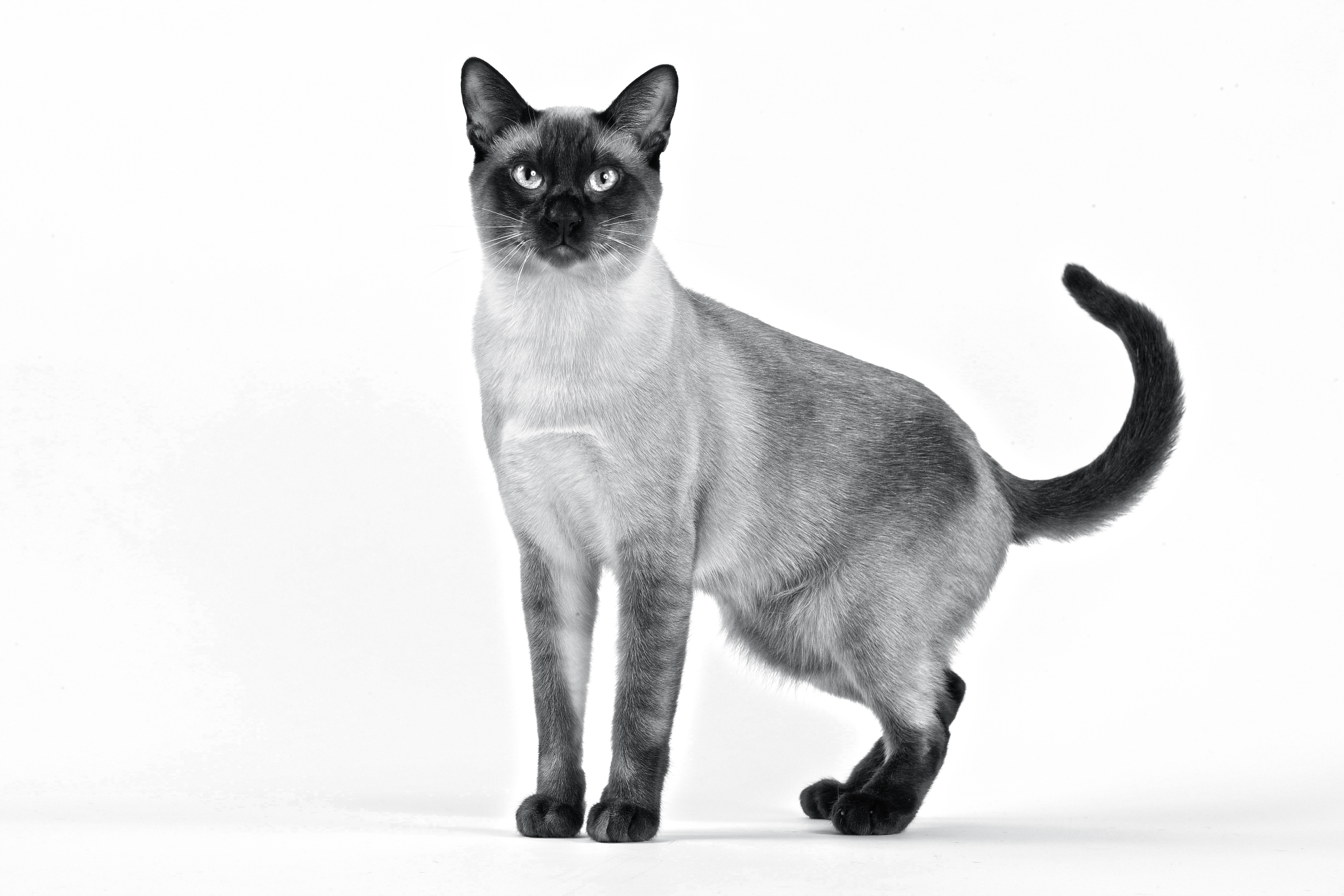 Thai looking towards camera in black and white