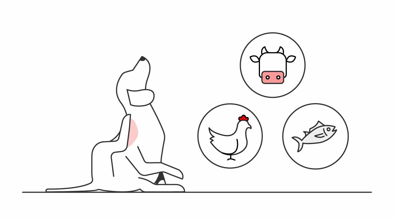 Illustration of a dog