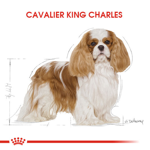 Cavalier King Charles Adult Yetişkin Köpek Kuru Maması