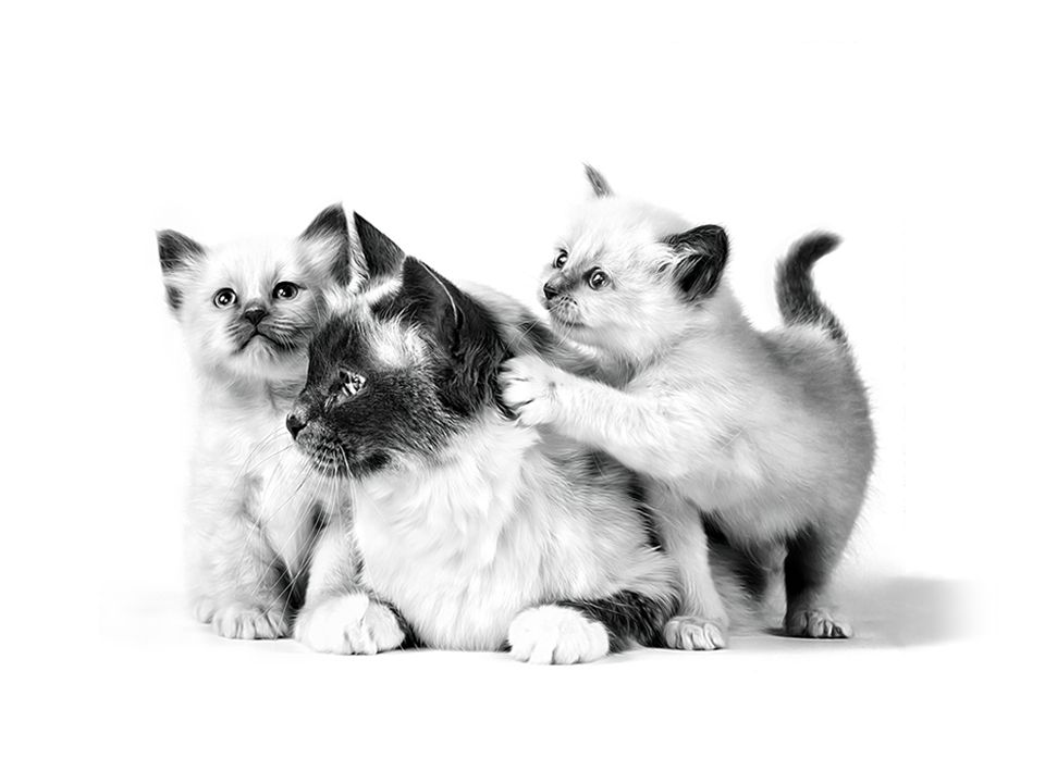 Kitten product range pack shot with black and white cat and kittens