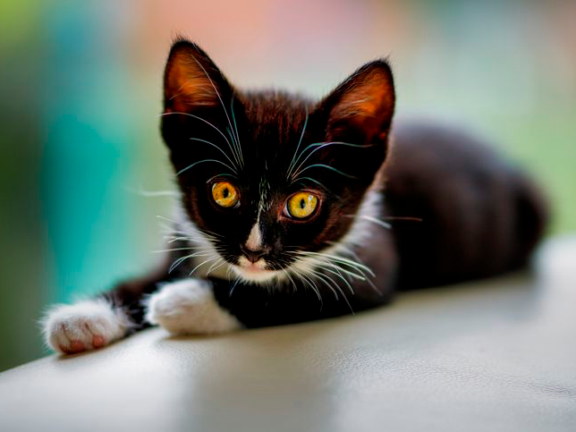 Retrato en primer plano de un gato sentado en el suelo