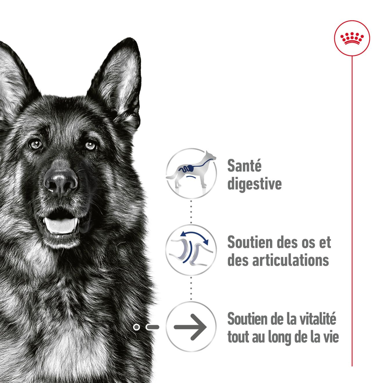 Maxi Ageing Gravy (émincés en sauce) 