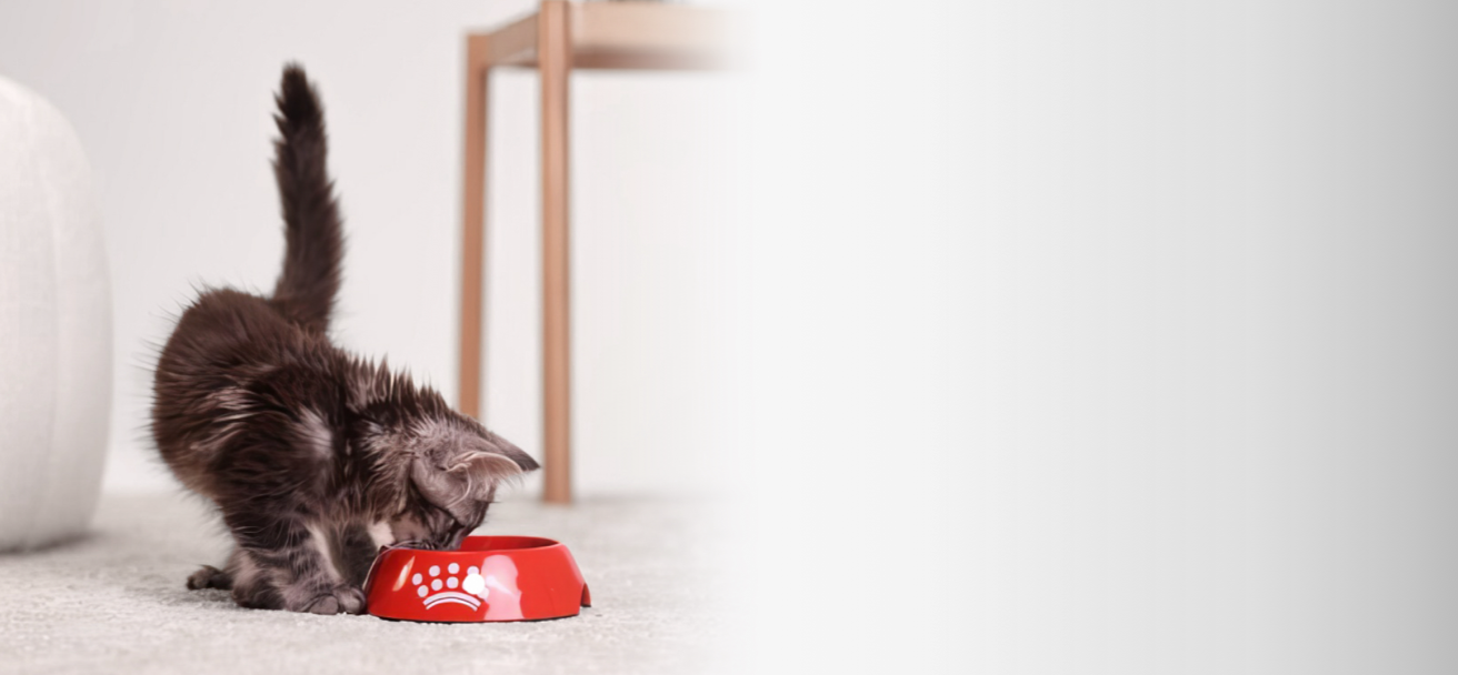 Fluffy brown puppy eating from a red dog bowl on a white background.