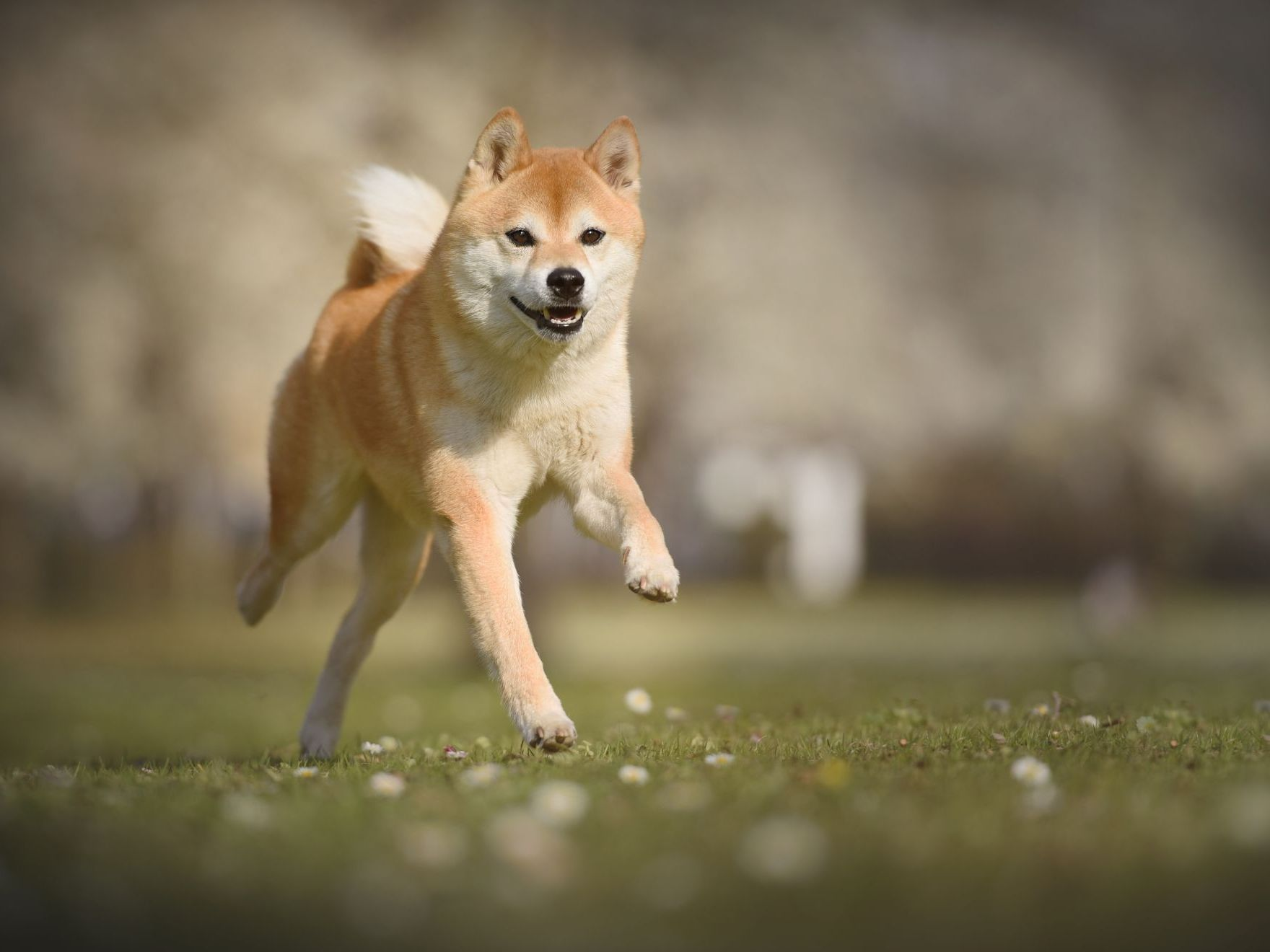 hond-rennen-over-weide-shiba-inu