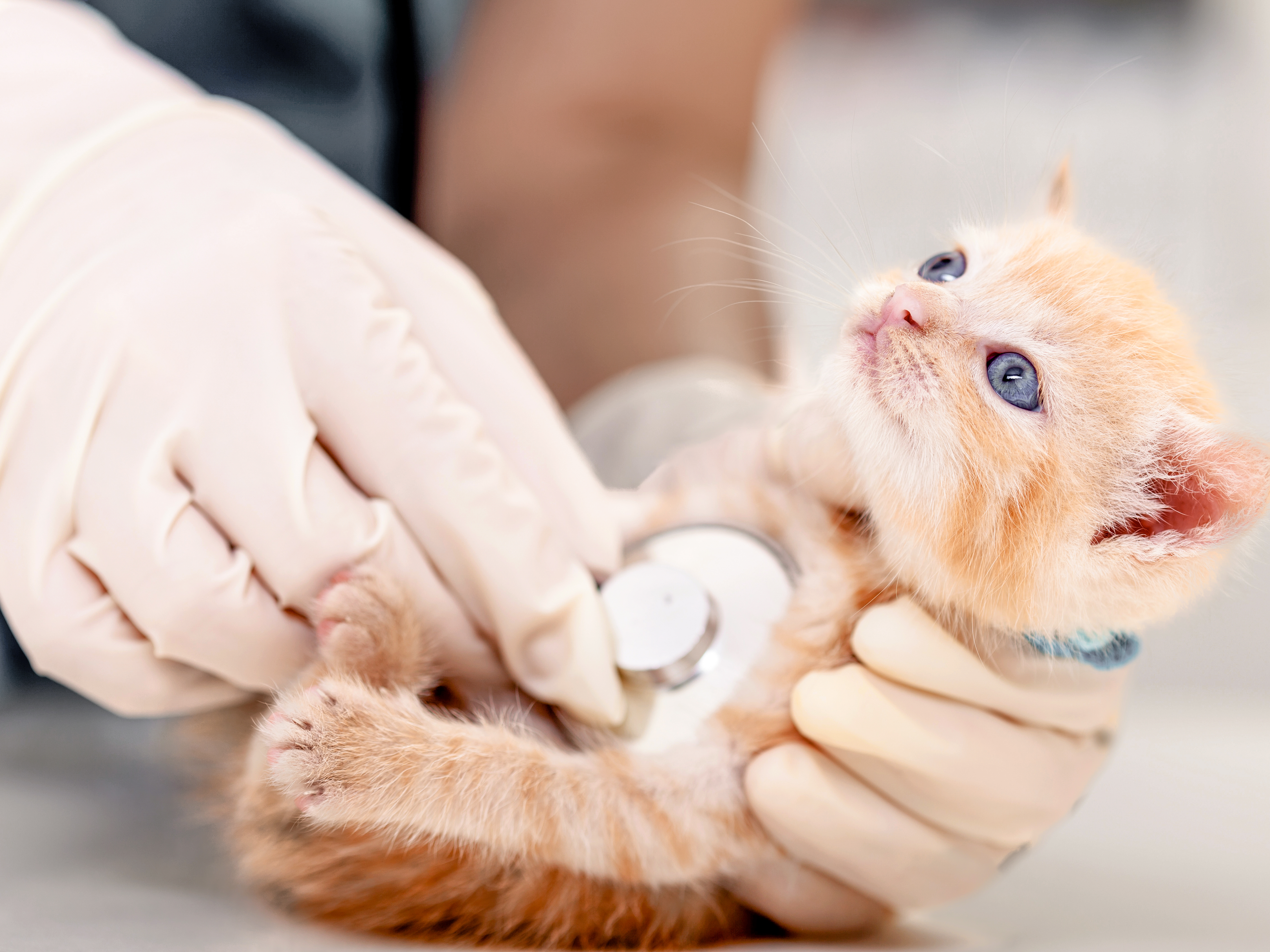 ginger kitten being examined by a vet